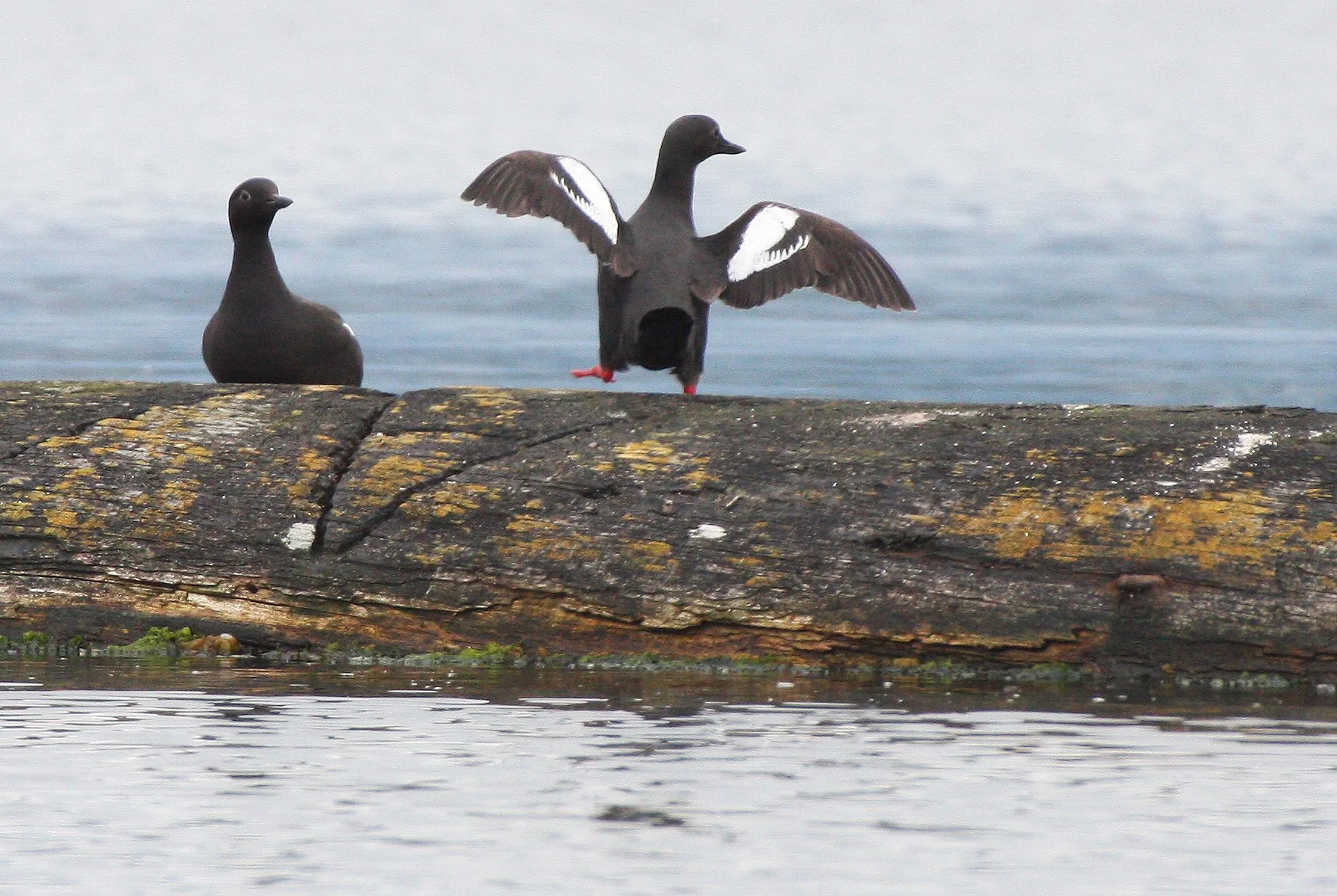 Cepphus columba adiantus - PIGEON GUILLEMOT - PORT ANGELES HARBOR WA (15).JPG