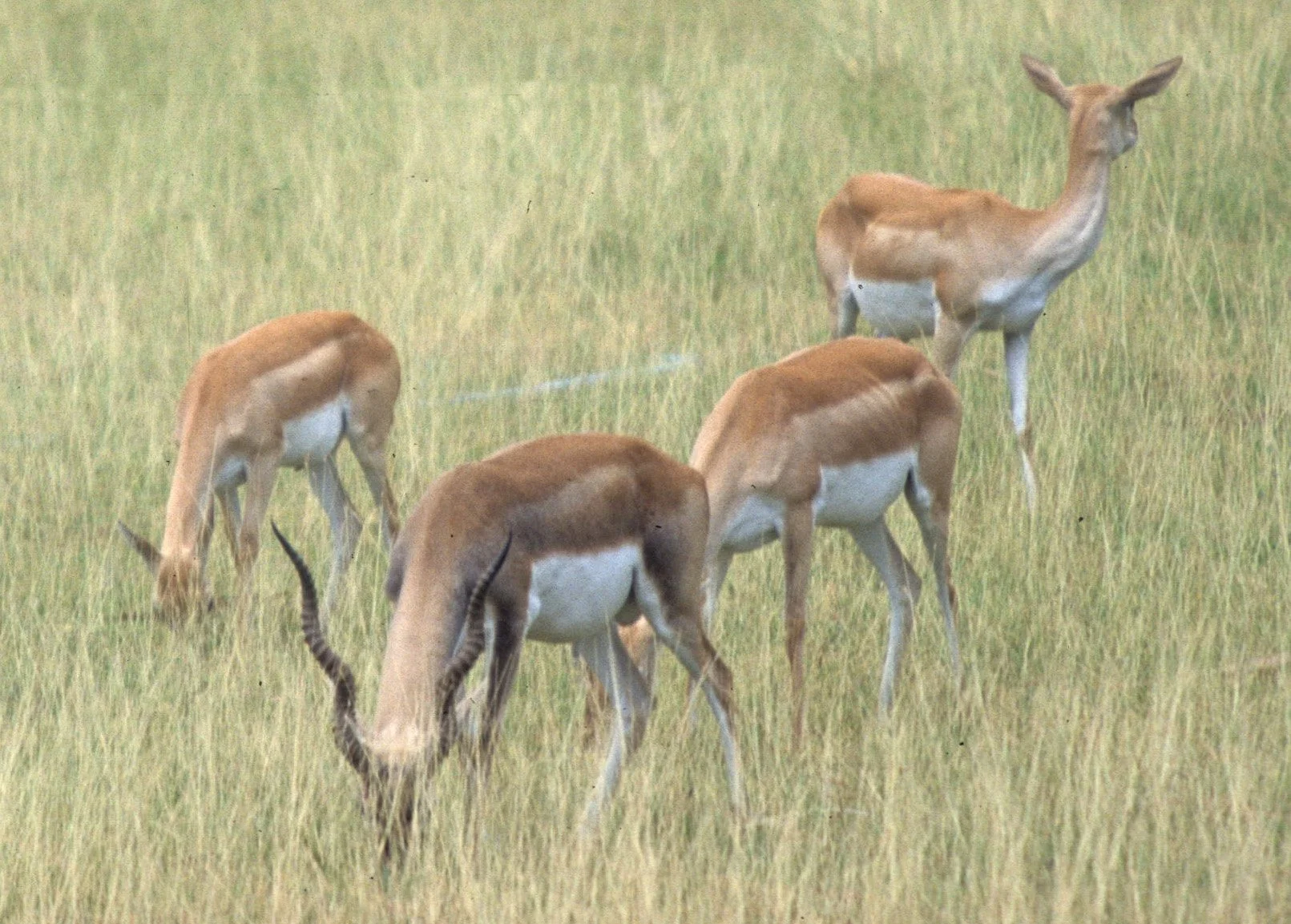 BOVID - SPECIES A  - KALEODEO INDIA A1.jpg