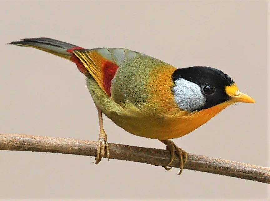 MESIA - SILVER-EARED MESIA - Leiothrix argentauris - DOI ANG KHANG CHIANG MAI FEB 2022 (9).jpg