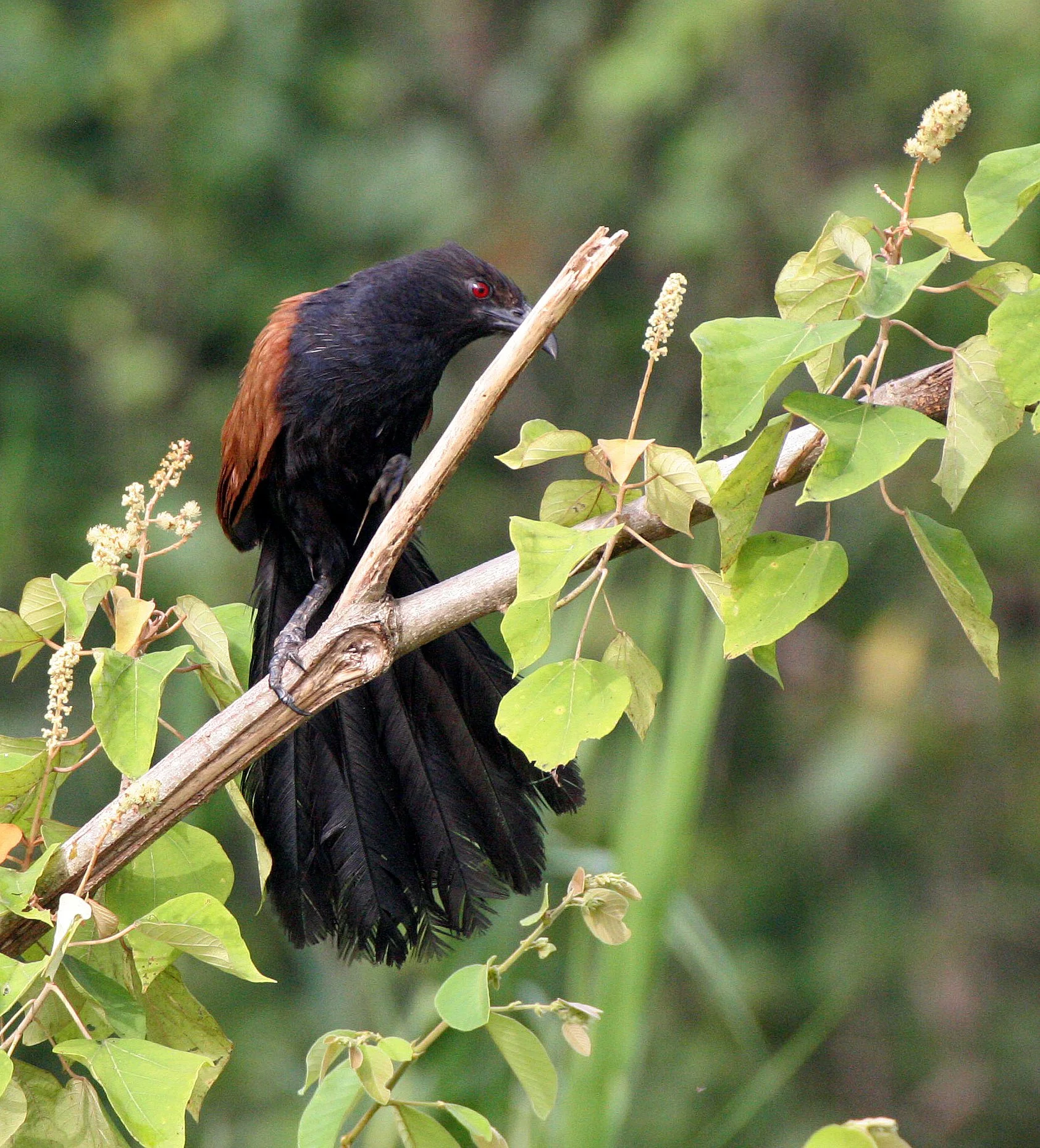 Greater Coucal (Centropus sinensis) Kinabatangan River Borneo (2).JPG