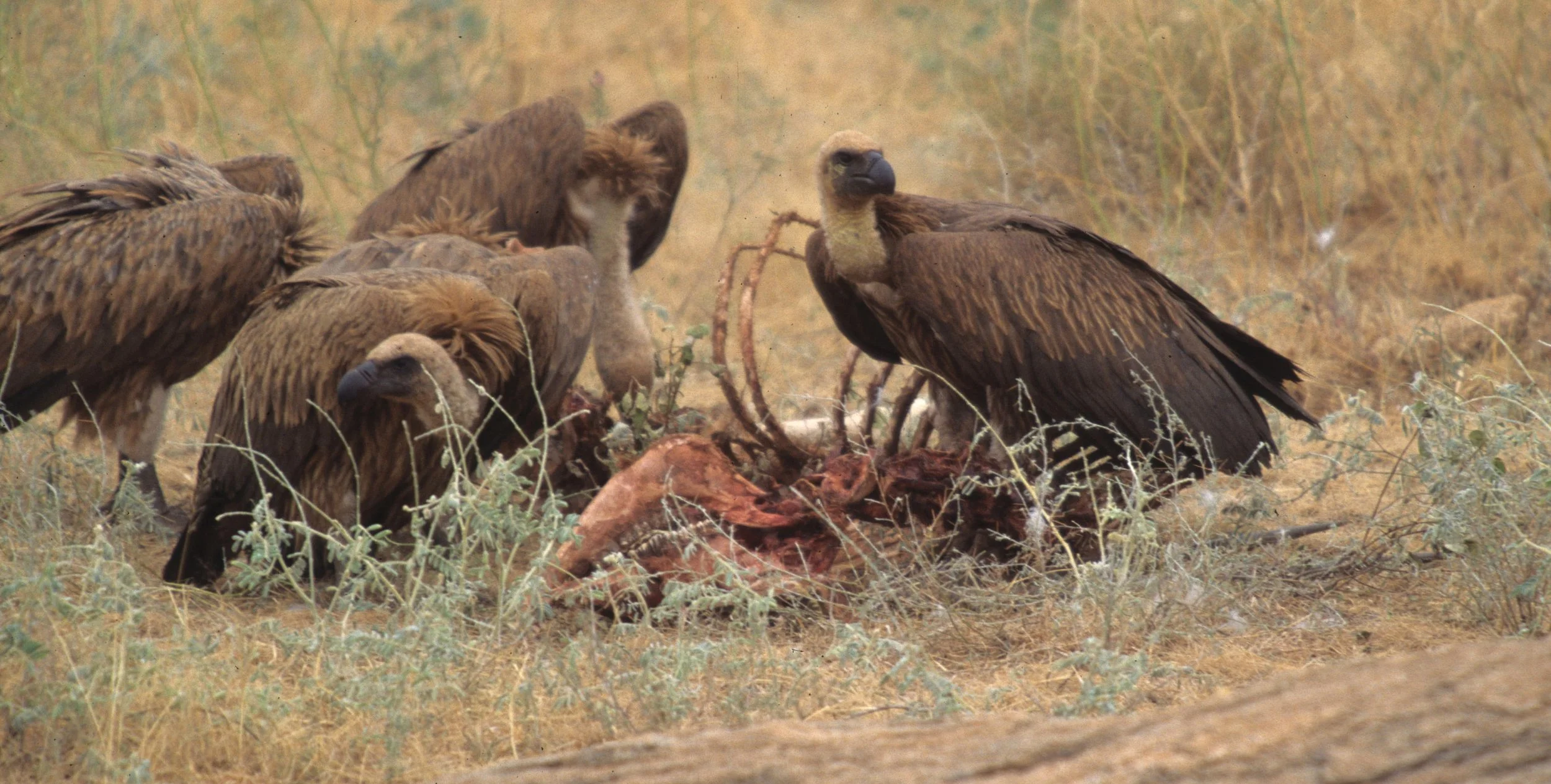 BIRDS - VULTURE - WHITEBACKED C - SHABA.jpg