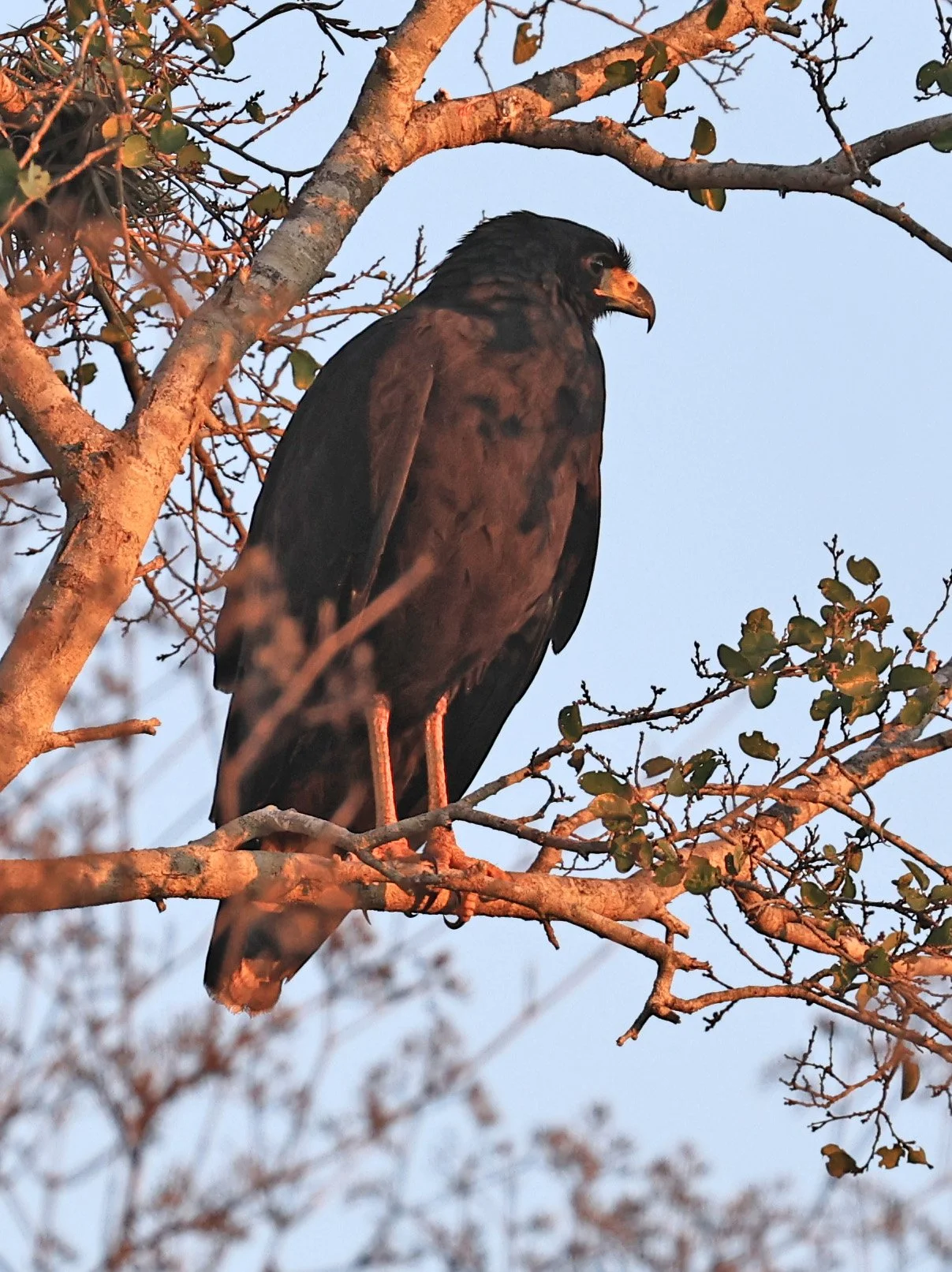 Zone-tailed Hawk (Buteo albonotatus) Agua Dulce Paraguay (9).jpg