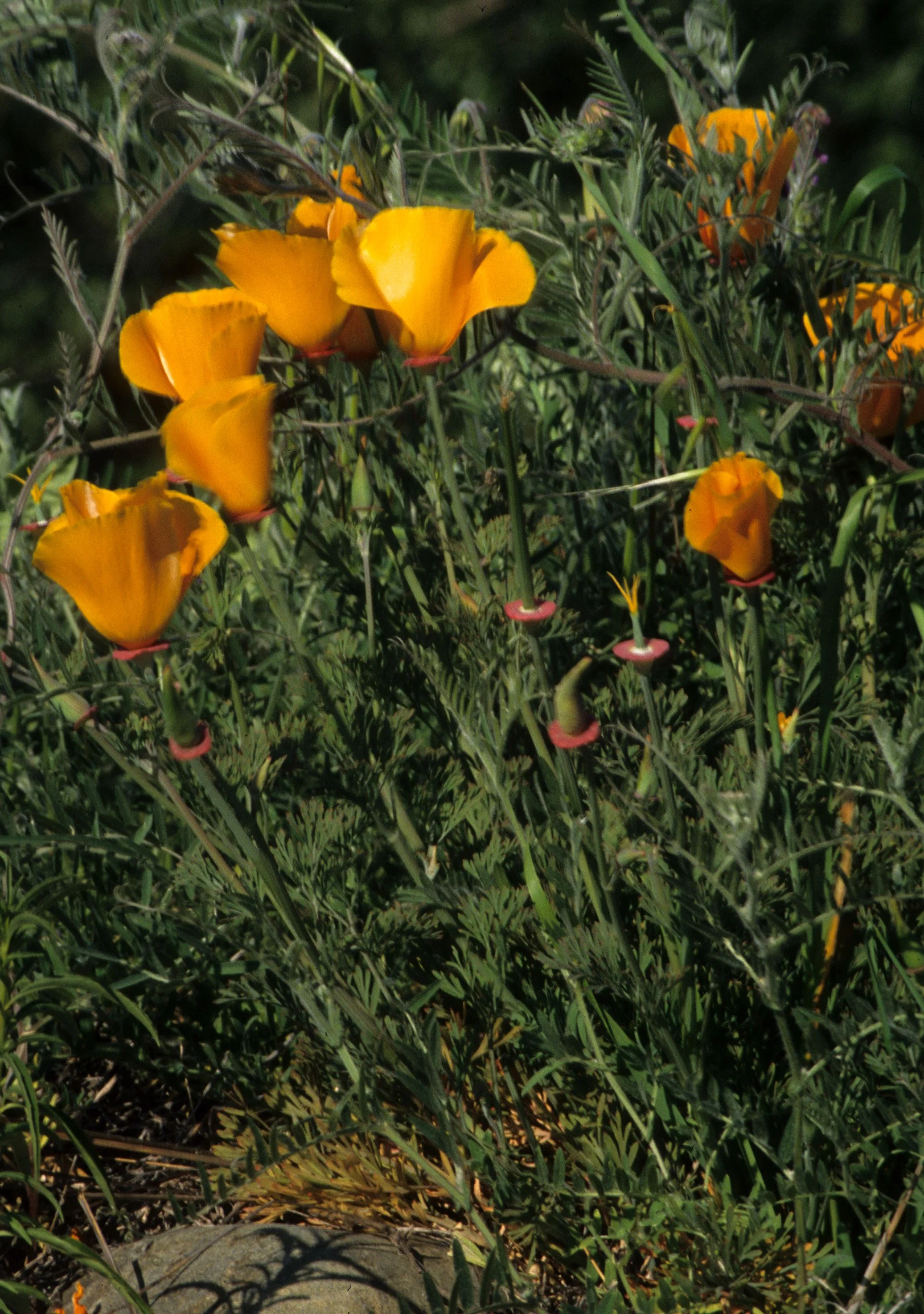 AMERICAN RIVER - ESCHSCHOLZIA CALIFORNICA - CALIFORNIA POPPY A.jpg