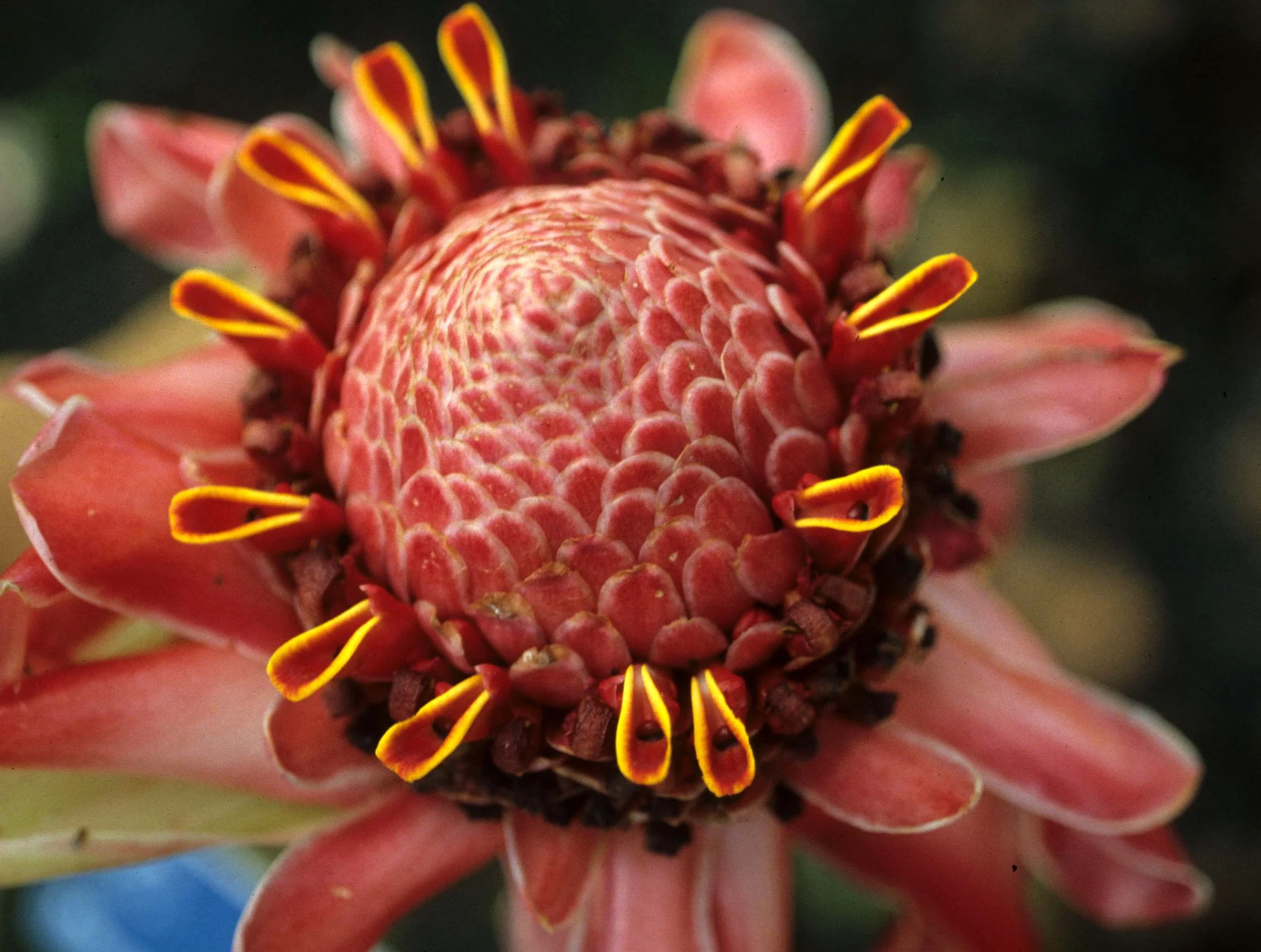 HAWAII - HAWAII - GINGER - WILD GINGER.jpg