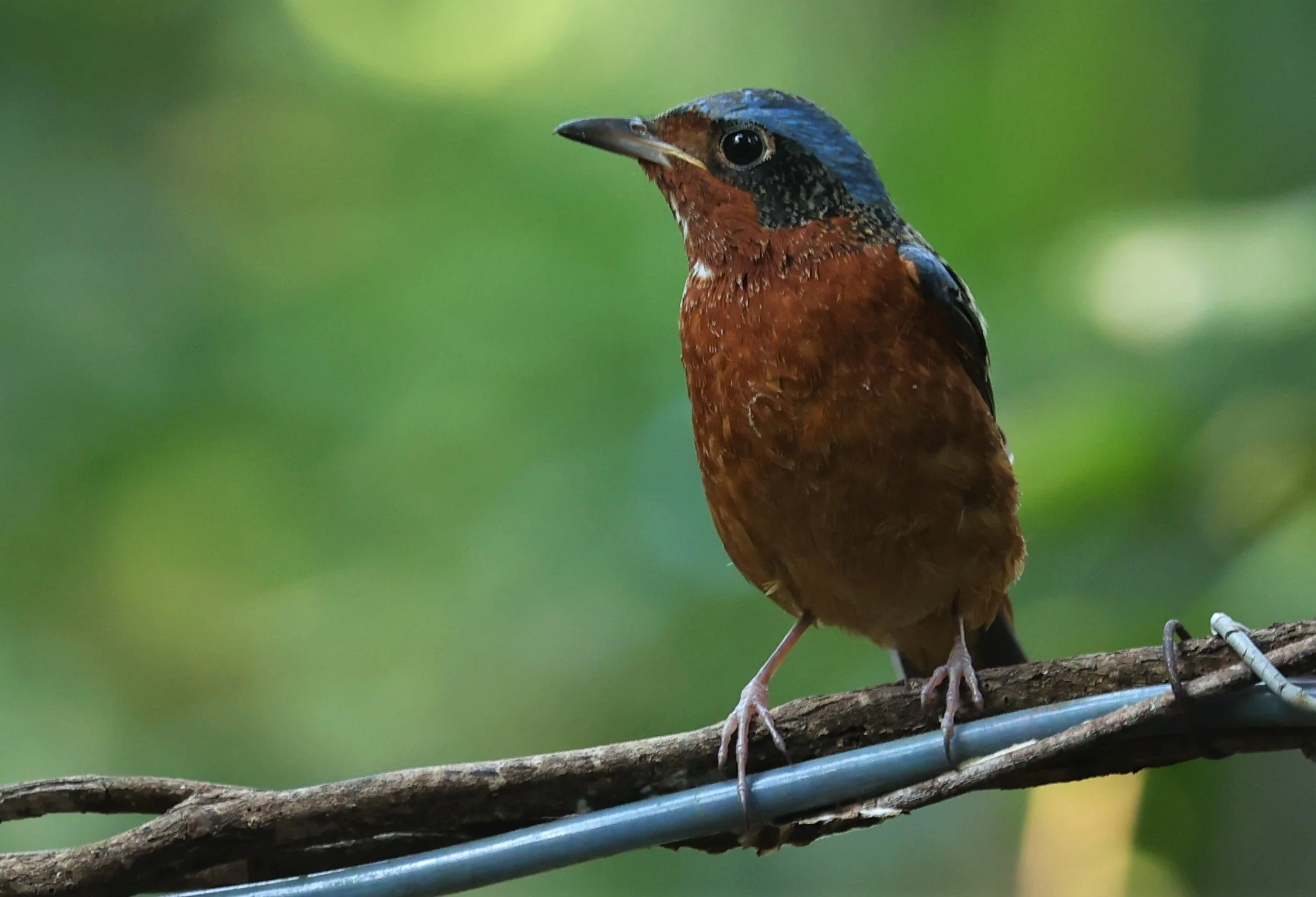 ROCK-THRUSH - WHITE-THROATED ROCK-THRUSH - Monticola gularis - WAT THAM PRATHUM CHONBURI JAN 30 2022 (1).jpg