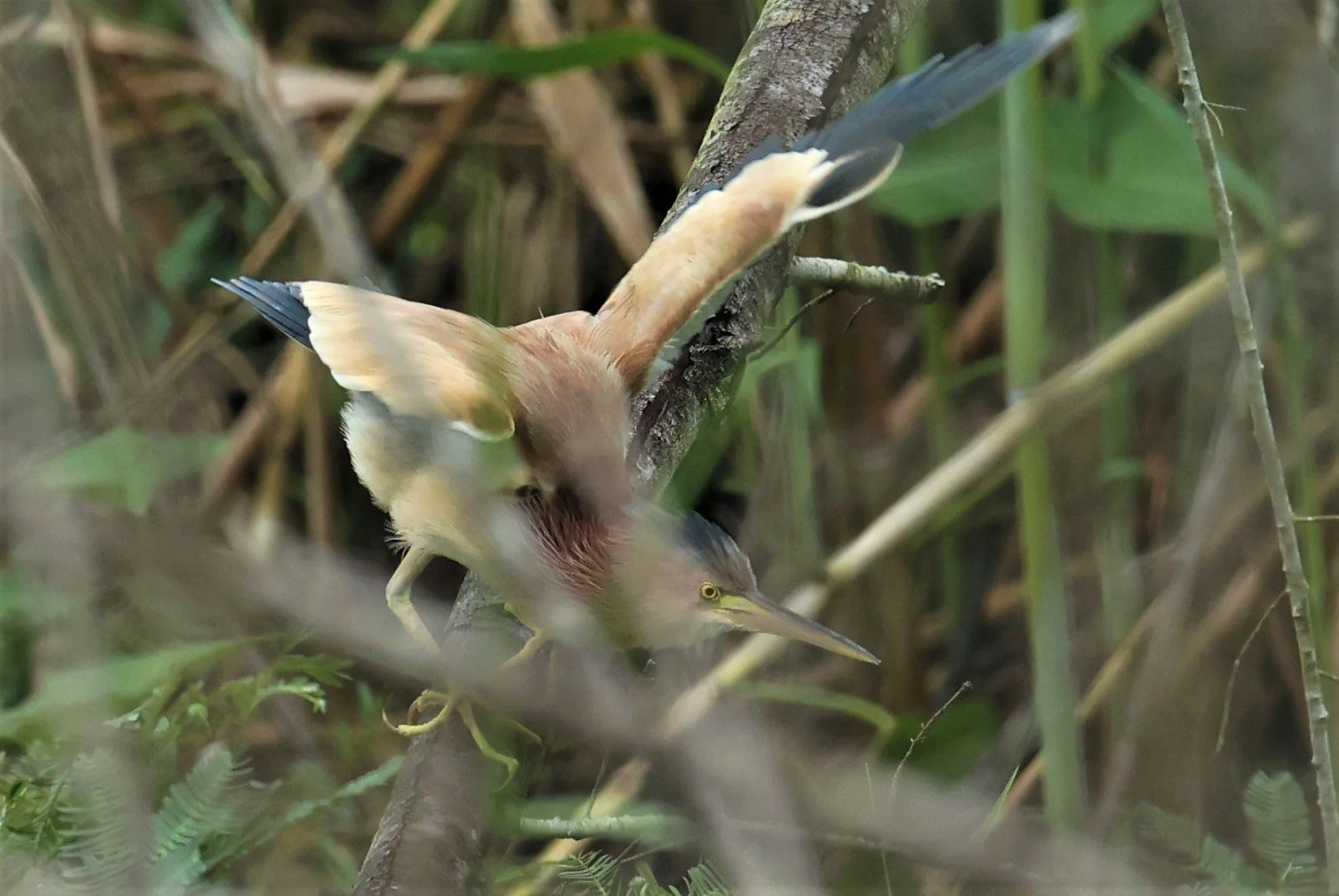 BITTERN - YELLOW BITTERN - Ixobrychus sinensis - PAK PHAYUN DISTRICT, PATTHALUNG APRIL 2022 (52).jpg