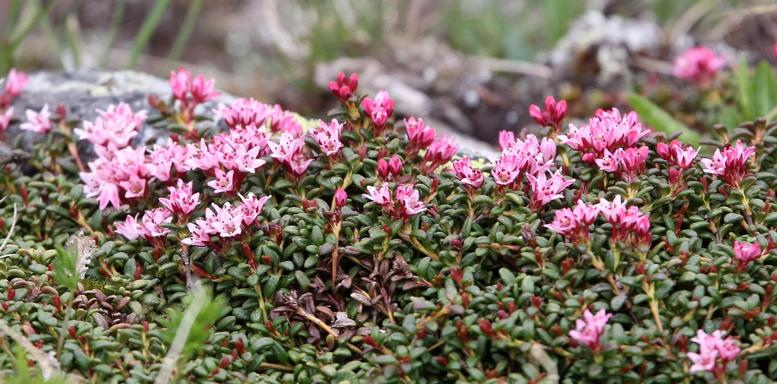 STELVIO NATIONAL PARK ITALY (116).JPG