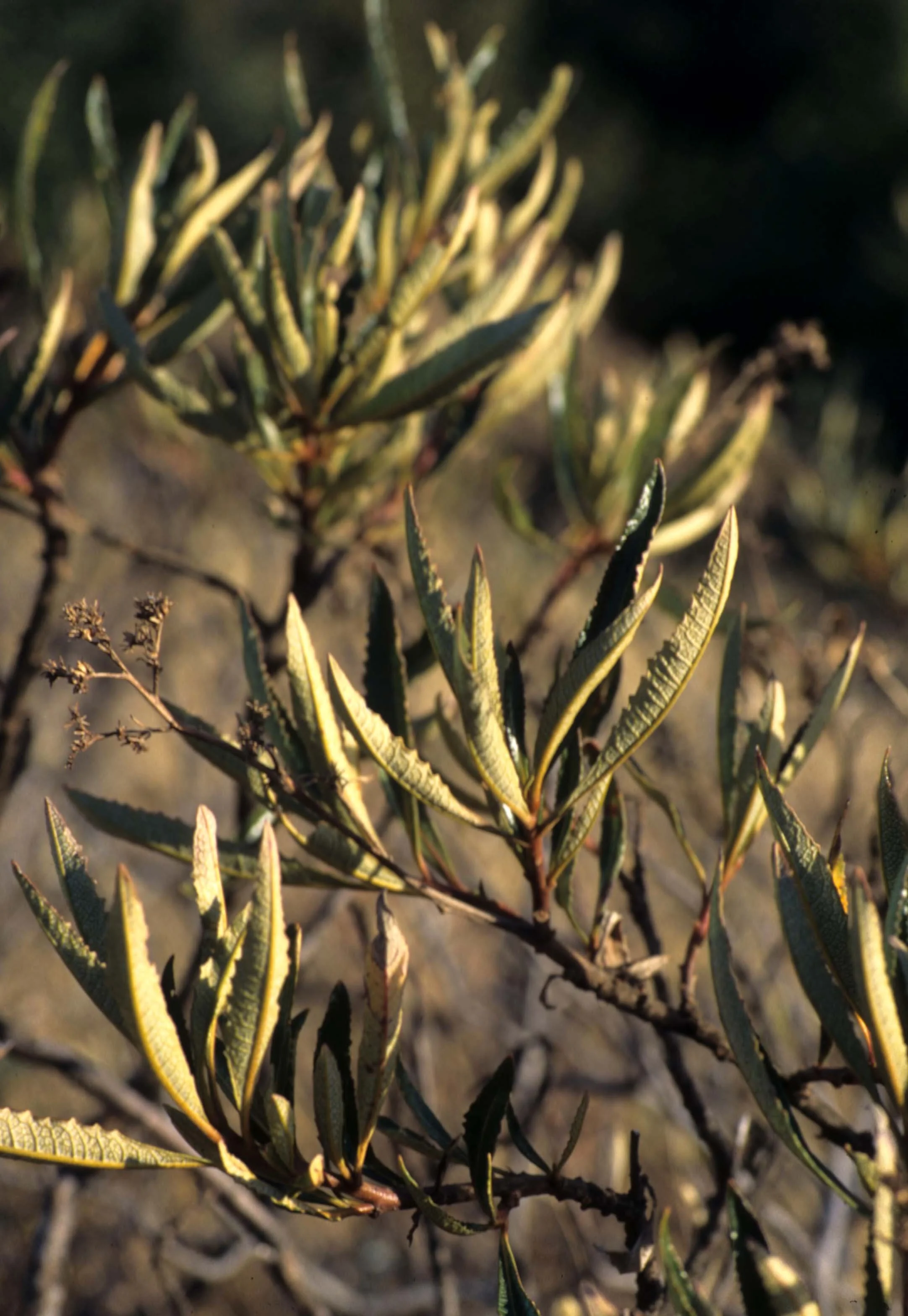 CALIFORNIA - REDWOODS NP - TOYON SPECIES.jpg