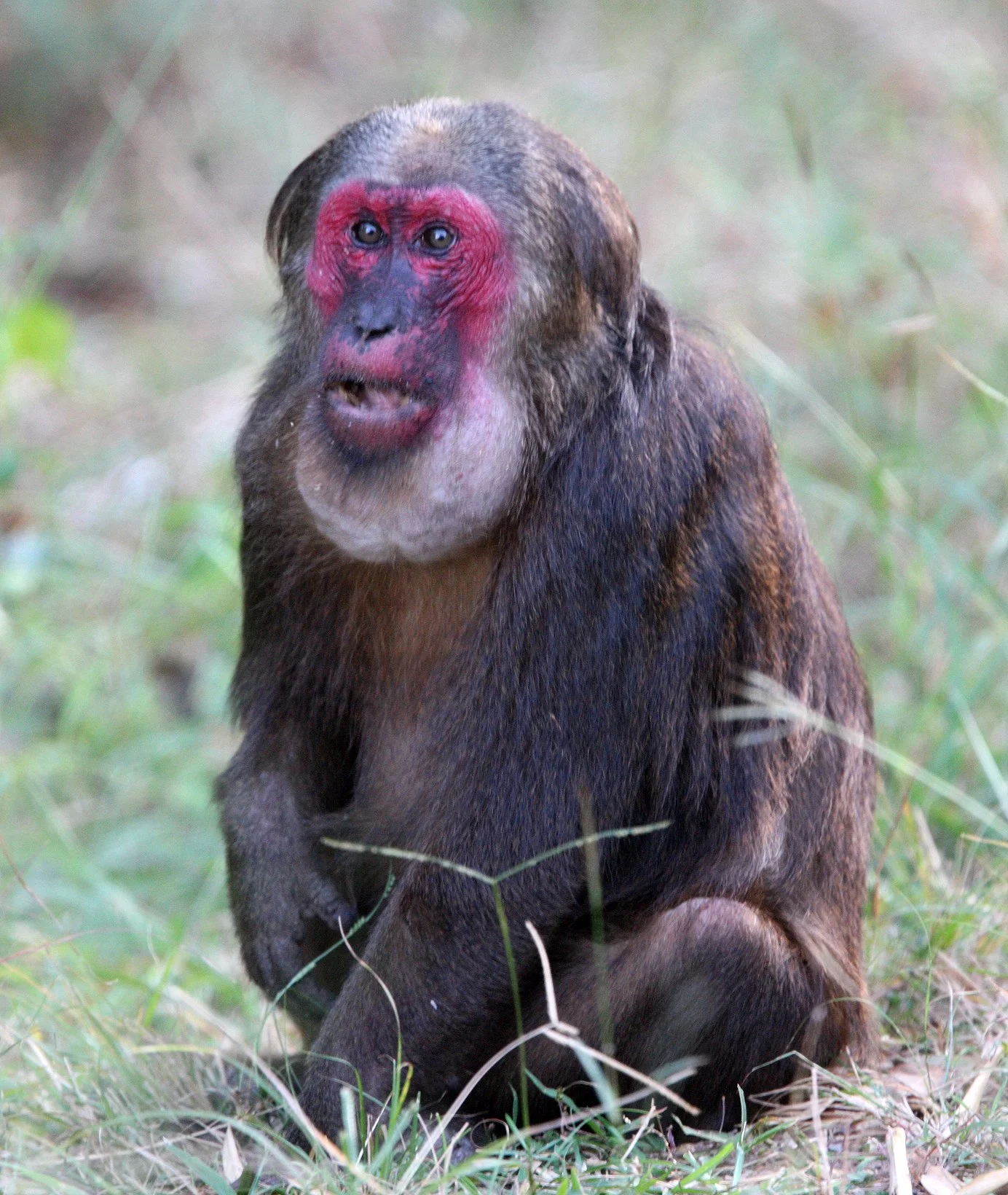 CERCOPITHECIDAE - Macaca arctoides - STUMP-TAILED MACAQUE - PA LA U FALLS KAENG KRACHAN  NP THAILAND  (6).JPG