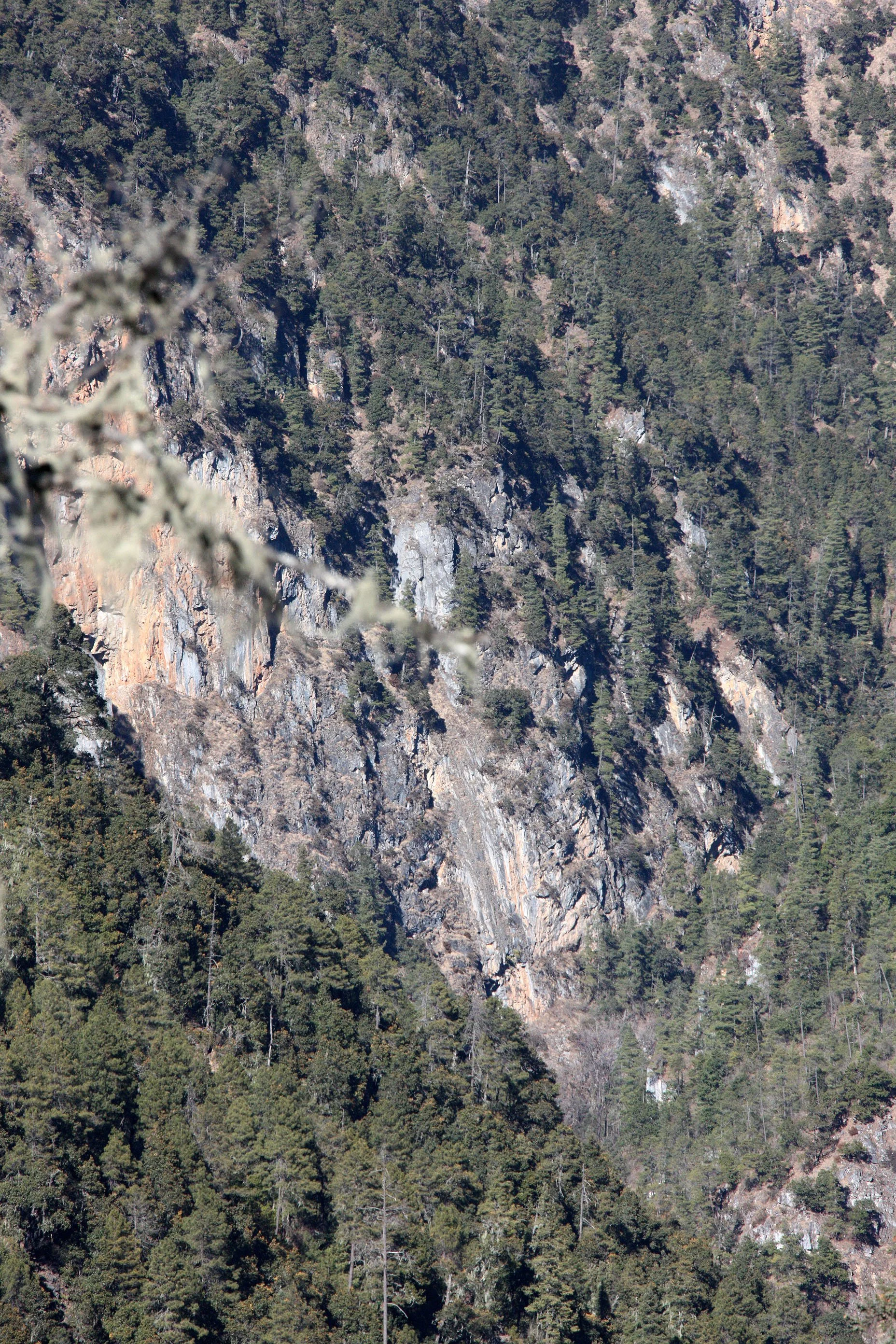 YUNNAN - JADE DRAGON SNOW MOUNTAIN AND SURROUNDING RANGES - PINE, FIR AND SPRUCE COMMUNITIES (8).JPG