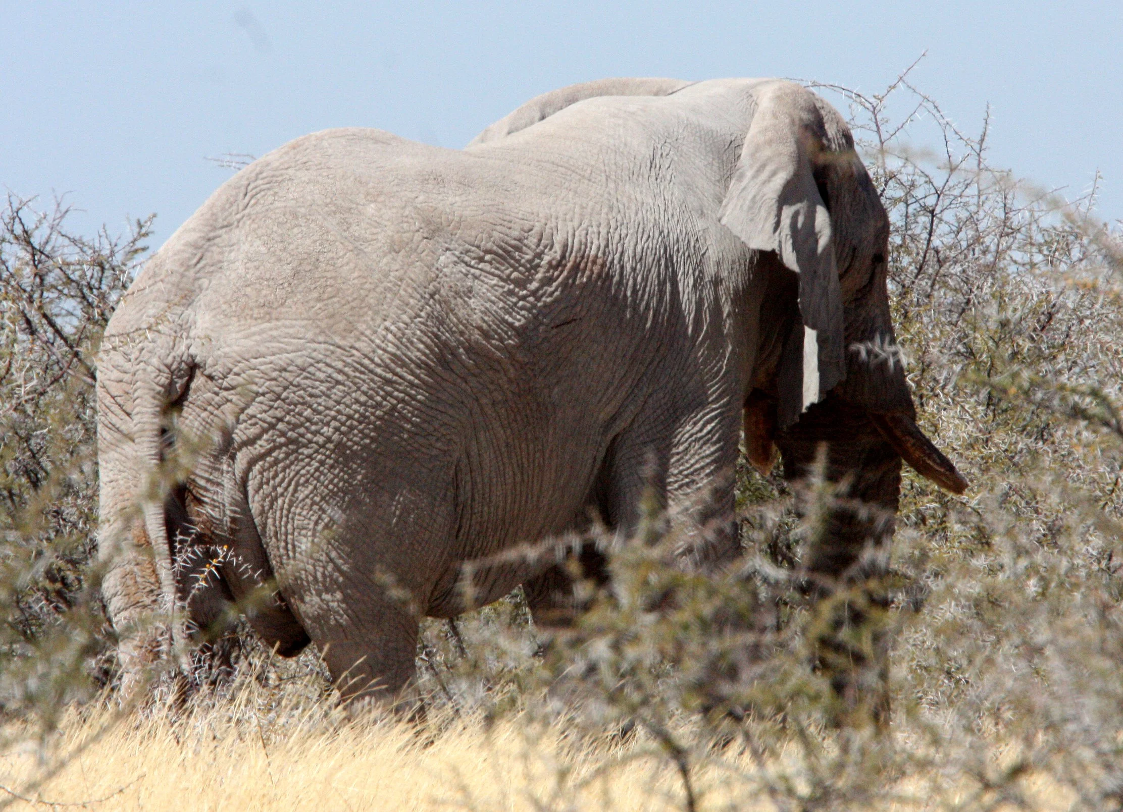 ELEPHANT - AFRICAN ELEPHANT - ETOSHA NATIONAL PARK NAMIBIA (80).JPG