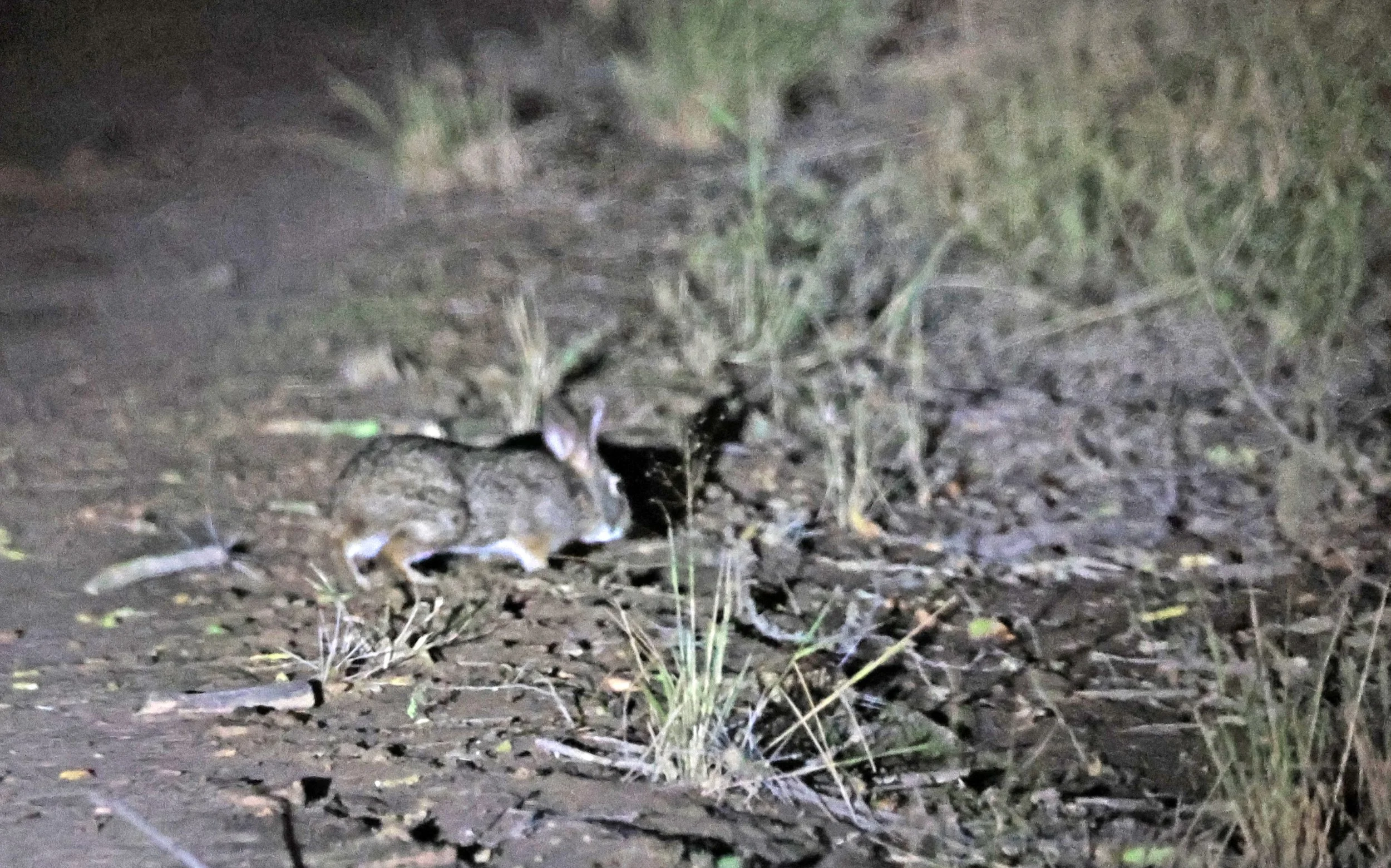 Tapetí (Sylvilagus brasiliensis) Reserva Nueland  Selva Serena (14).jpg