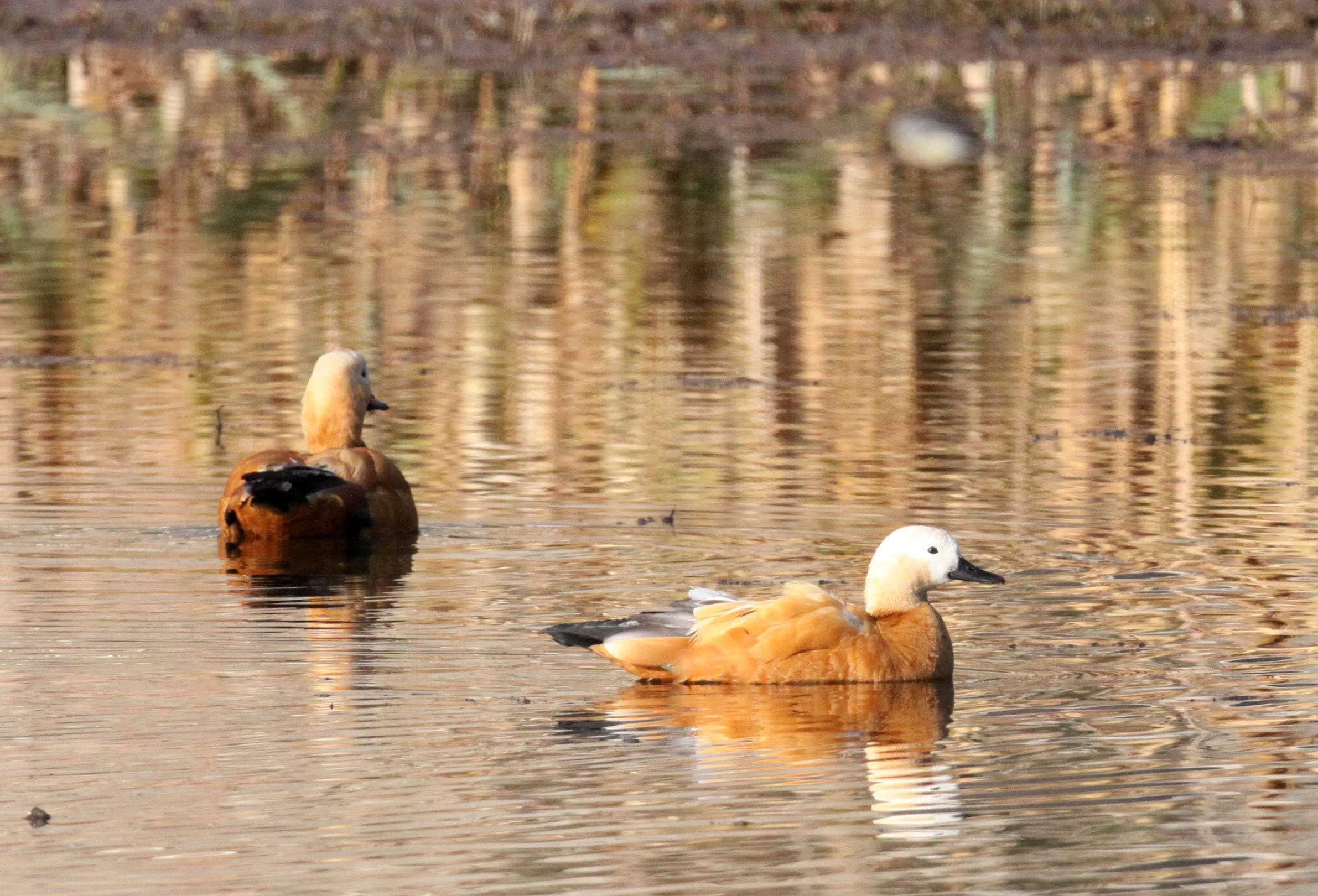 SHELDUCK - RUDDY SHELDUCK  - Tadorna ferruginea - WETLANDS NEAR ERHAI LAKE DALI YUNNAN CHINA (20).JPG