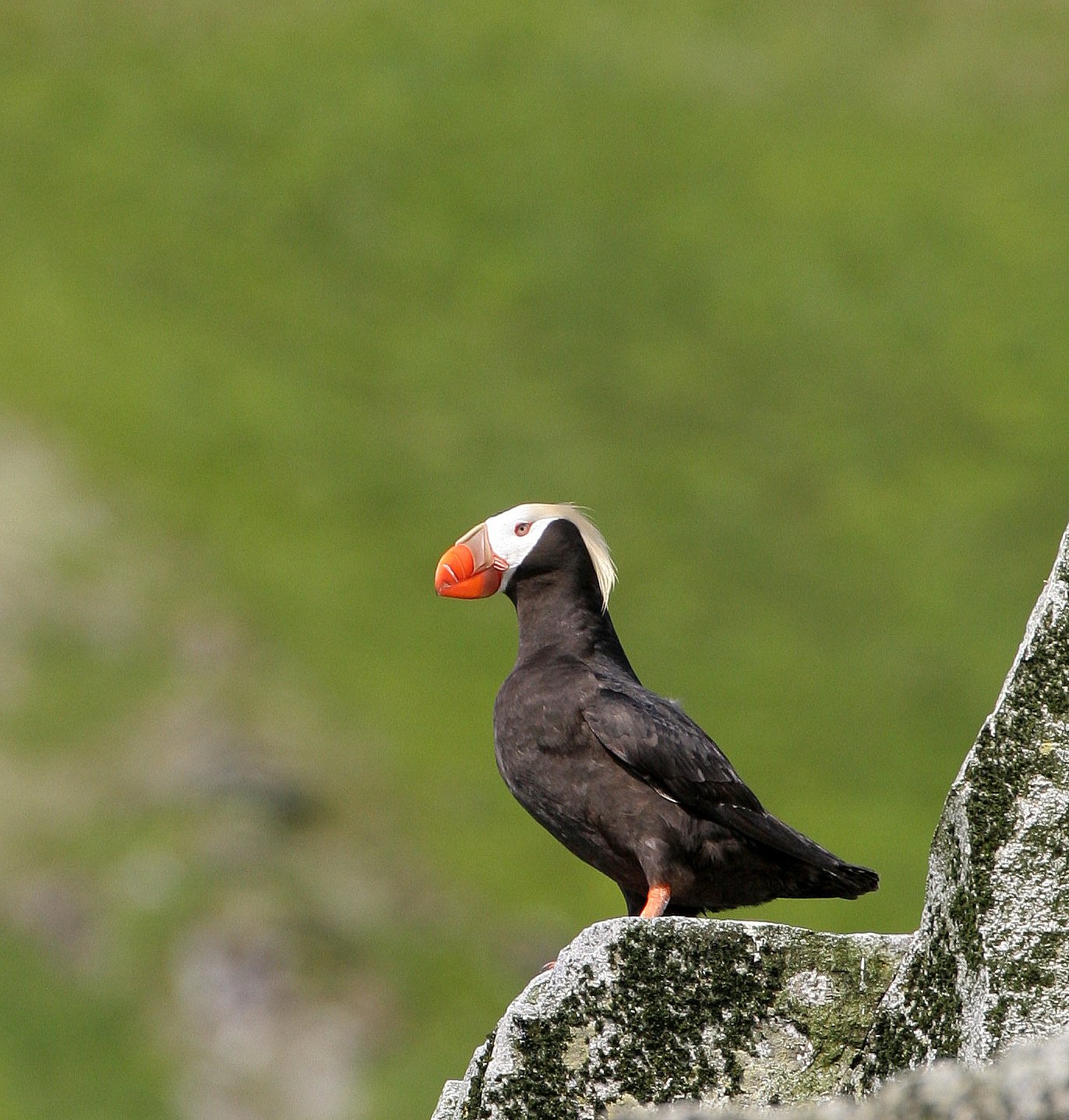 Fratercula cirrhata - TUFTED PUFFIN - COMMANDER ISLANDS (15).jpg