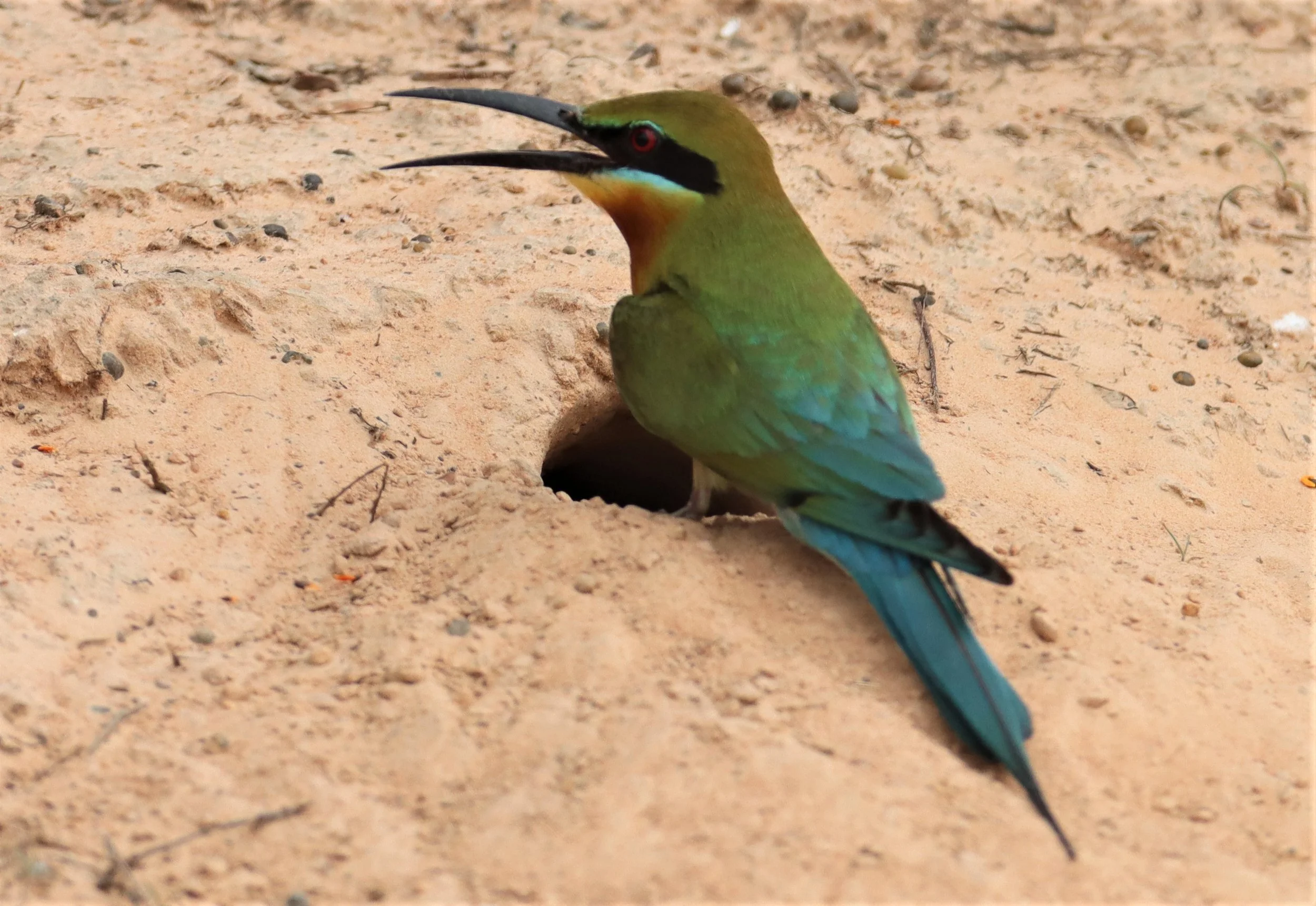 BEE-EATER - BLUE-TAILED BEE-EATER - Merops philippinus - KABIN BURI WETLANDS IN TOWN (28).jpg