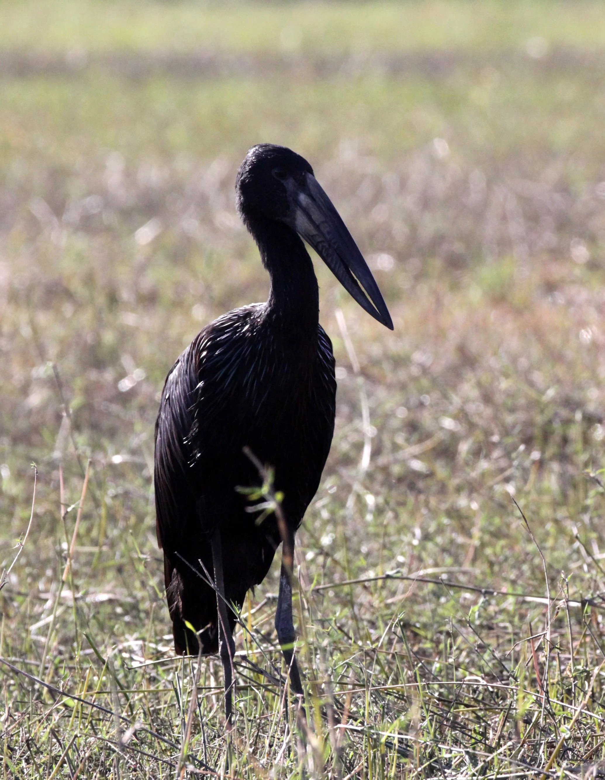 STORK - AFRICAN OPENBILL STORK - Anastomus lamelligerus - CHOBE NATIONAL PARK BOTSWANA (6).JPG
