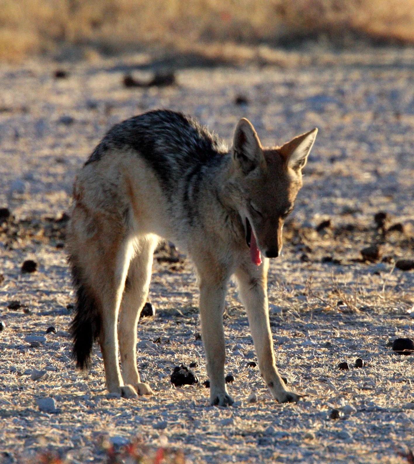 JACKAL - Lupulella mesomelas mesomelas - CAPE BLACK-BACKED JACKAL - CHOBE NATIONAL PARK BOTSWANA (12).JPG