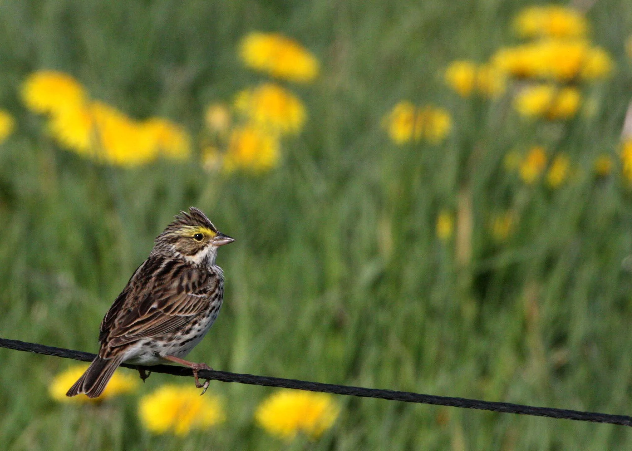 Savannah Sparrow (Passerculus sandwichensis) Sequim Prairie Washington (3).JPG