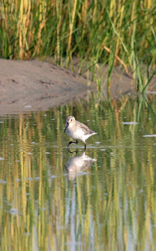 BIRD - DUNLIN -  NANKOU, RUDONG, CHINA (3).JPG
