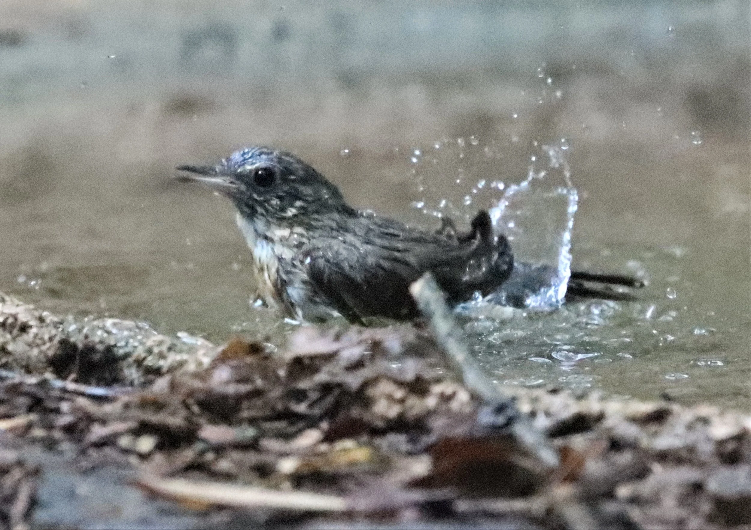 ROBIN - SIBERIAN BLUE ROBIN - Luscinia cyane - NEUNG HIDE, KAENG KRACHAN AREA (26).jpg