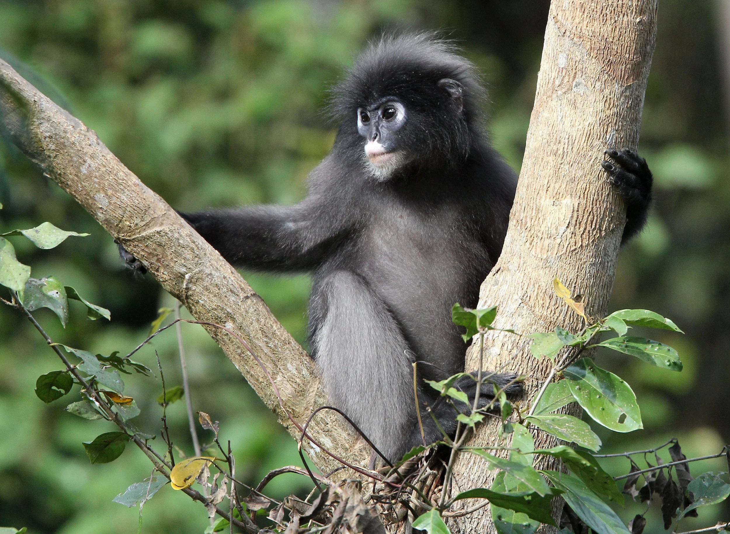 CERCOPITHECIDAE - Trachypithecus obscurus flavicauda - BLOND-TAILED (DUSKY) LANGUR - KAENG KRACHAN  NATIONAL PARK THAILAND (29).JPG