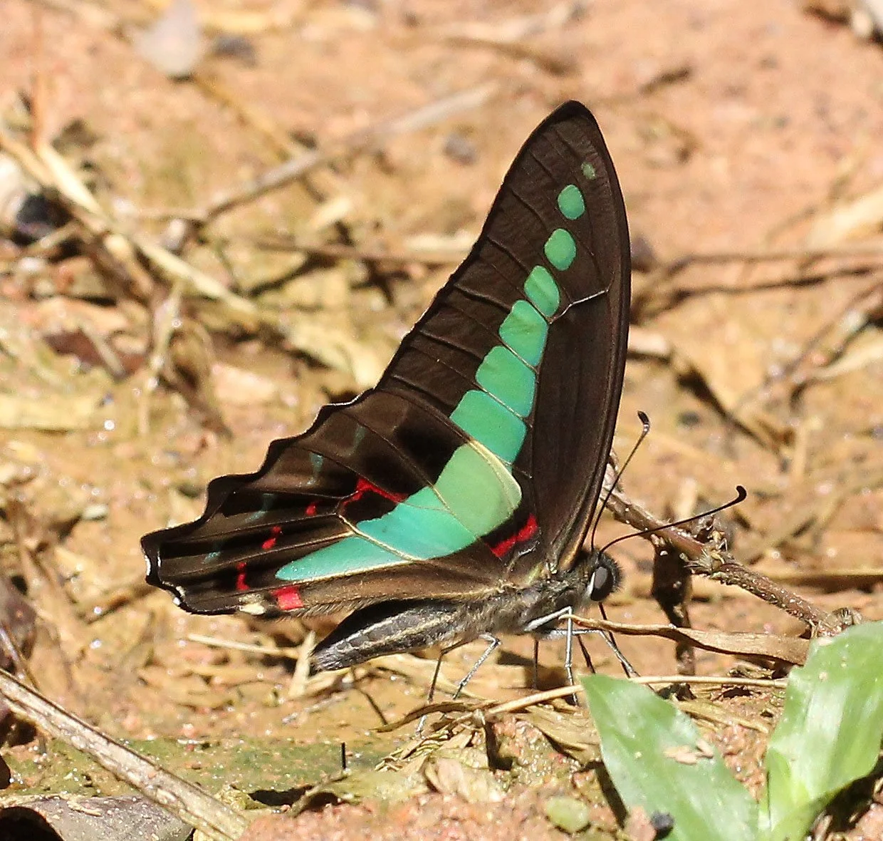 Papilionidae - Graphium sarpedon - Khao Yai National Park
