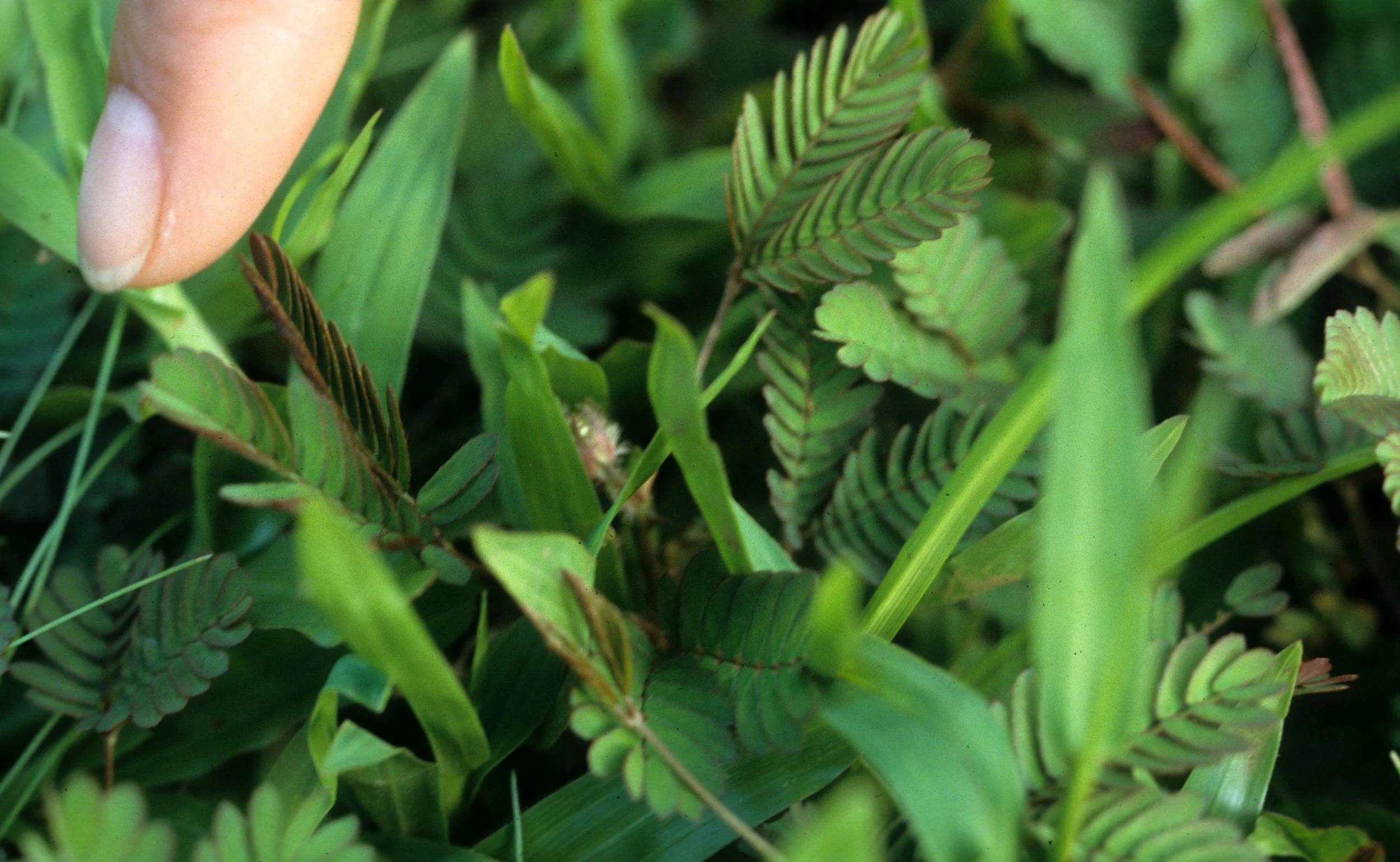 HAWAII - HAWAII - SHY PLANT - MIMOSA (2).jpg
