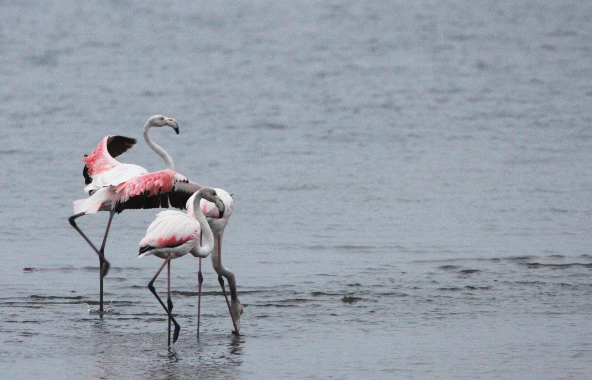 Phoenicopterus roseus - Greater Flamingo - Walvis Bay Namibia (38).JPG