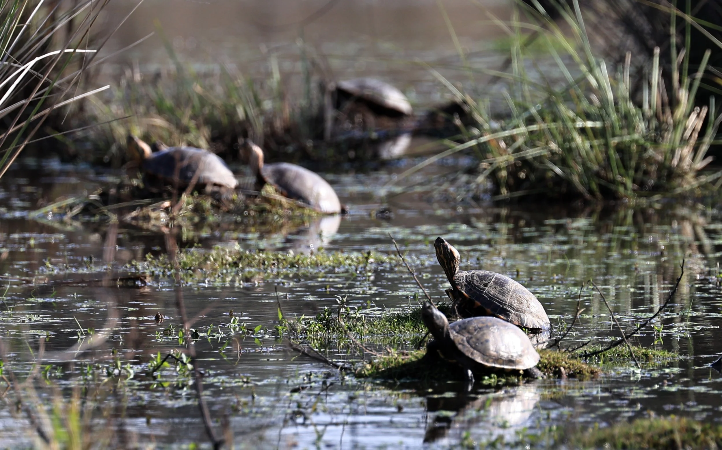 D'Orbigny's slider (Trachemys dorbigni) El Palmar National Park, Entre Rios, Argentina  