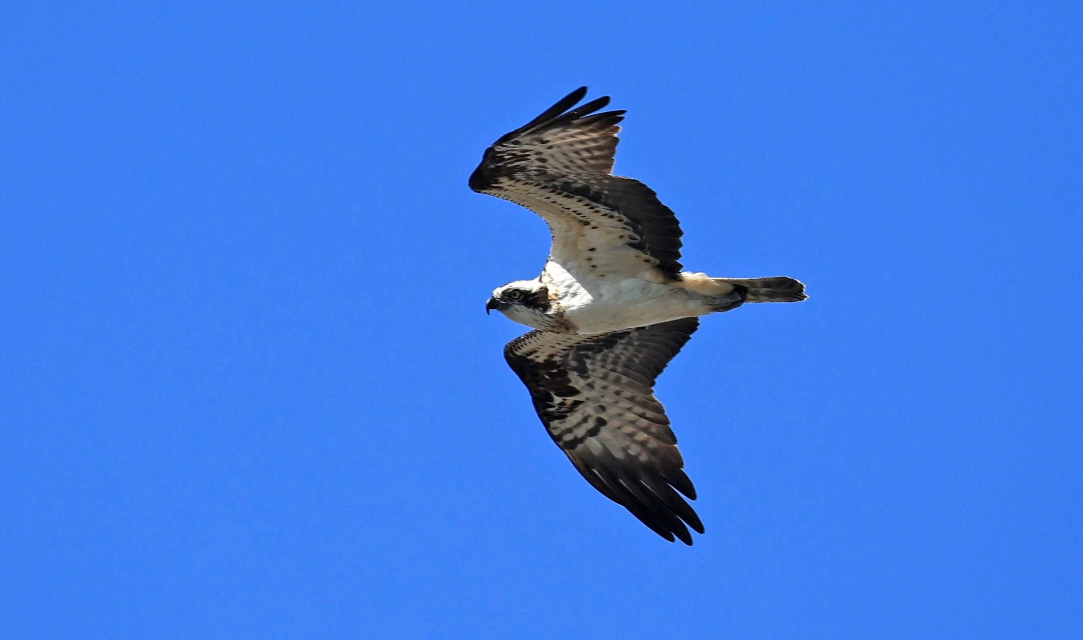 Western osprey (Pandion haliaetus) Shimotonda Sadowaracho Birding Ponds Miyazaki Kyushu Japan (33).jpg