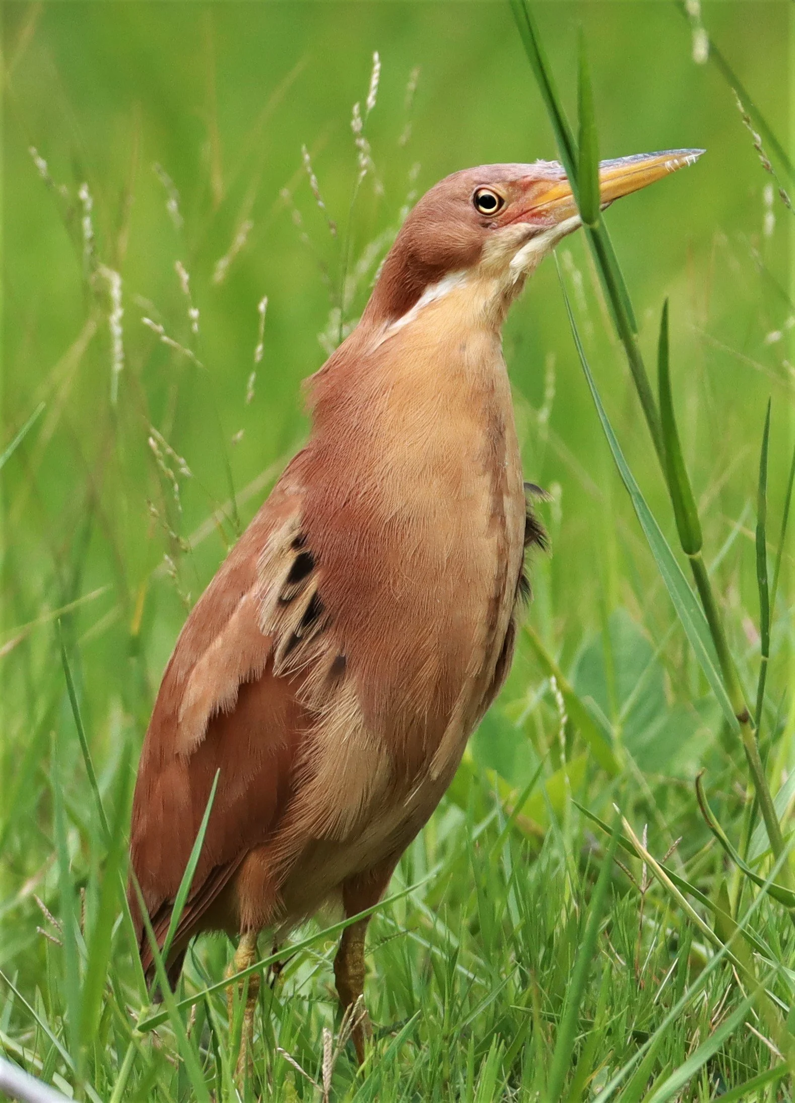 BITTERN - CINNAMON BITTERN (CHESTNUT BITTERN) - Ixobrychus cinnamomeus - BURIRAM HUAI CHORAKHE MAK (64).jpg