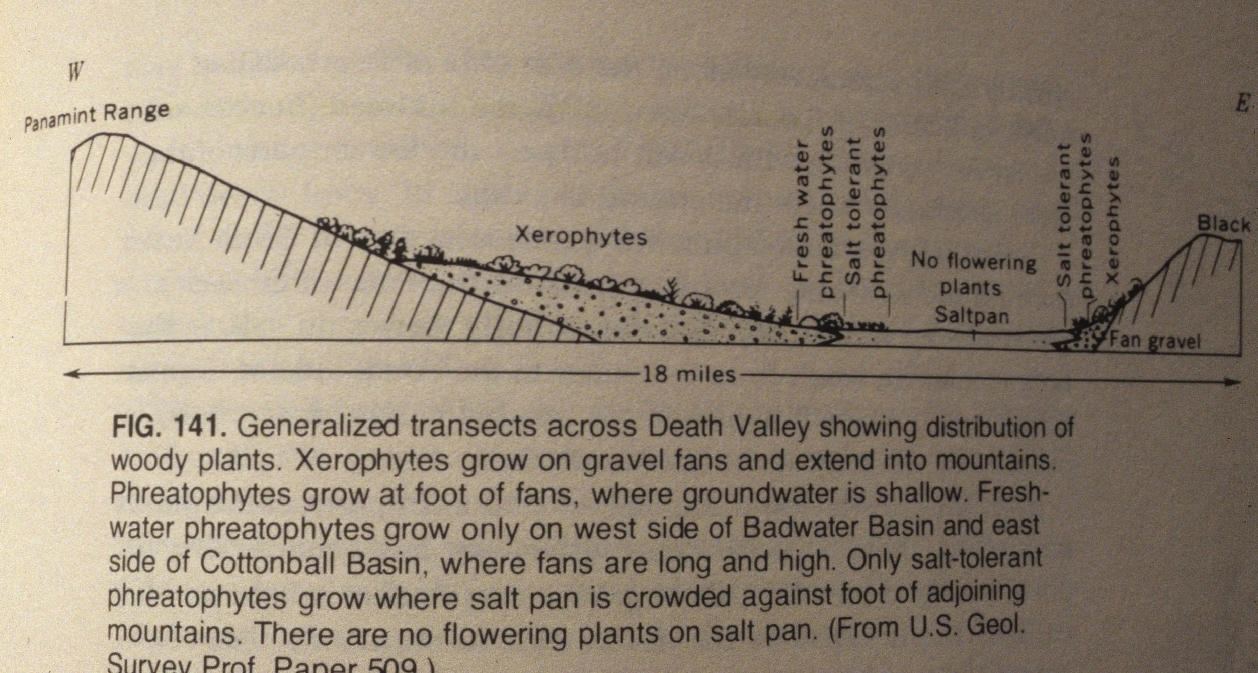 DEATH VALLEY - PLANT DISTRIBUTIONS AND TYPES (4).jpg