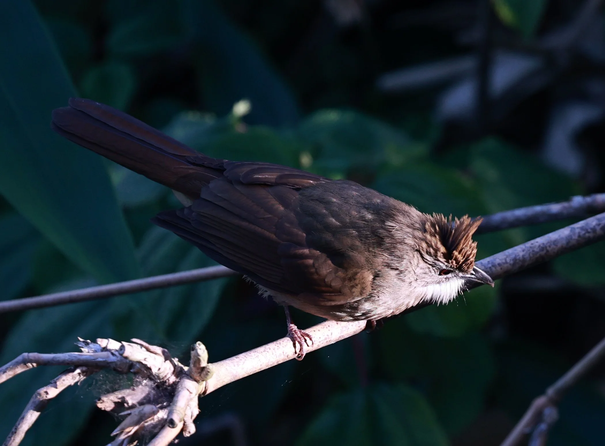 Ochraceous Bulbul (Alophoixus ochraceus) Kaeng Krachan National Park Thailand, Jan 2025 (3).jpg
