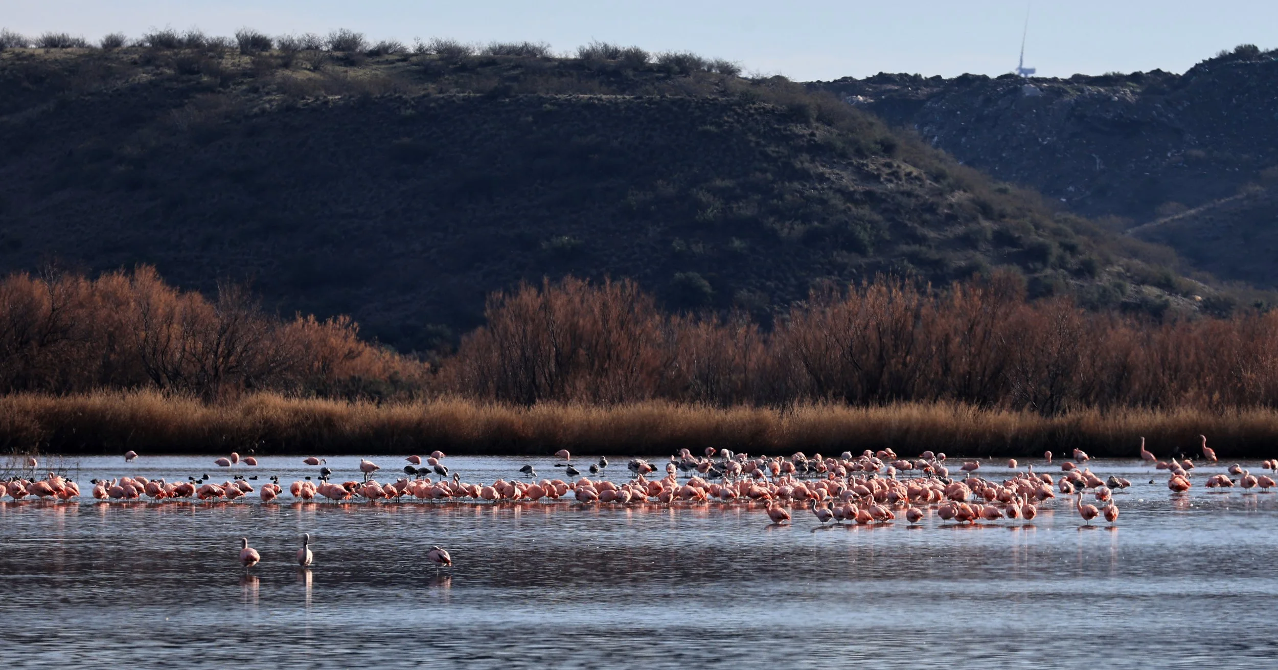 Chilean Flamingo (Phoenicopterus chilensis) Lagunas del Ornitólogo, Trelew Argentina (59).jpg