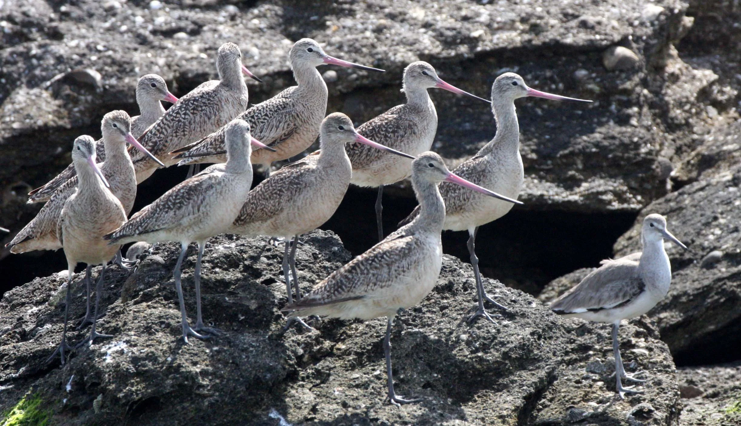 BIRD - GODWIT - MARBLED GODWIT WITH WILLETS NEAR CAMPO CORTEZ - SAN IGNACIO LAGOON BAJA MEXICO (17).JPG