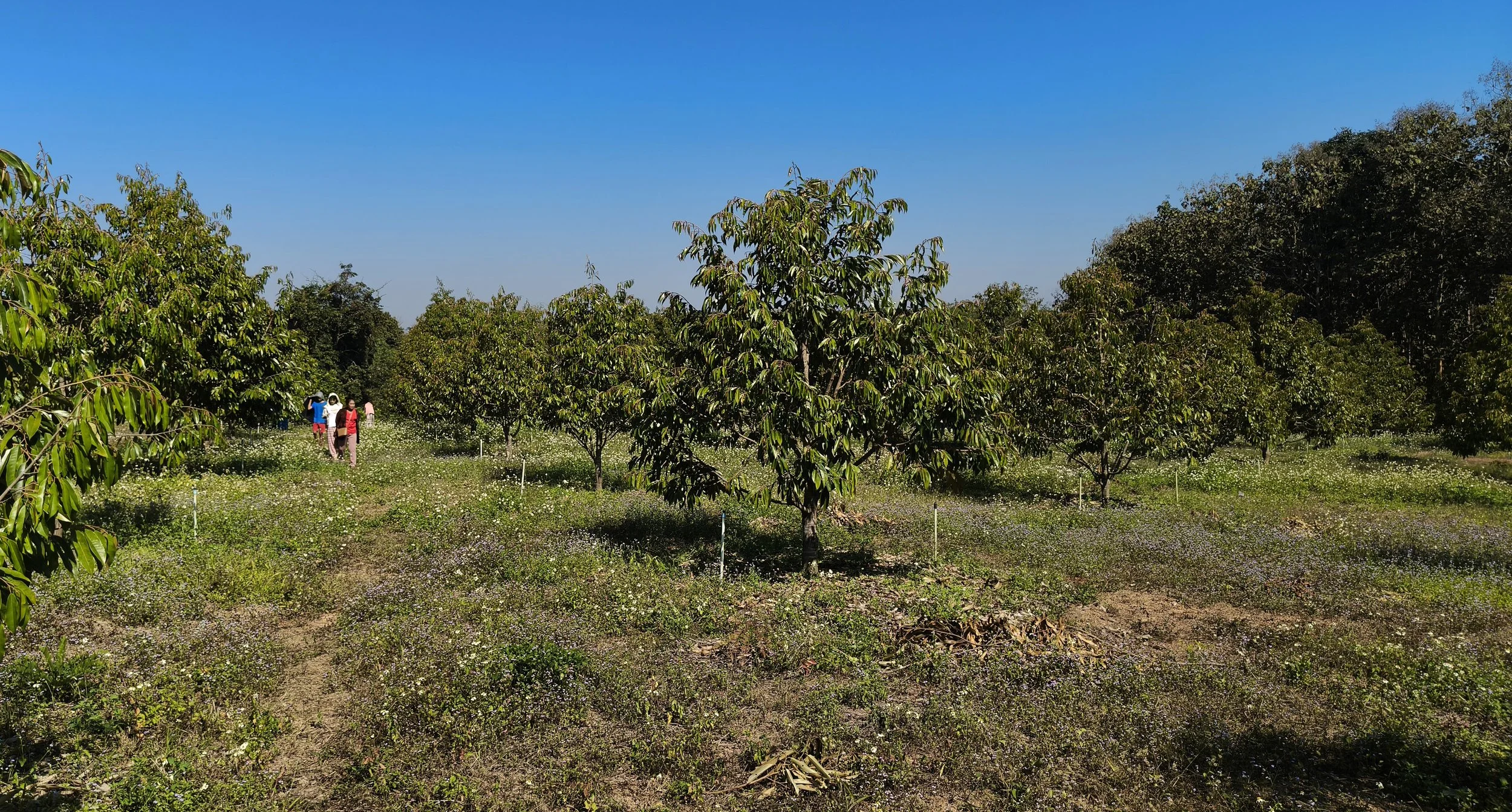 Ngao Durian Farm January 1 2026 (16).jpg