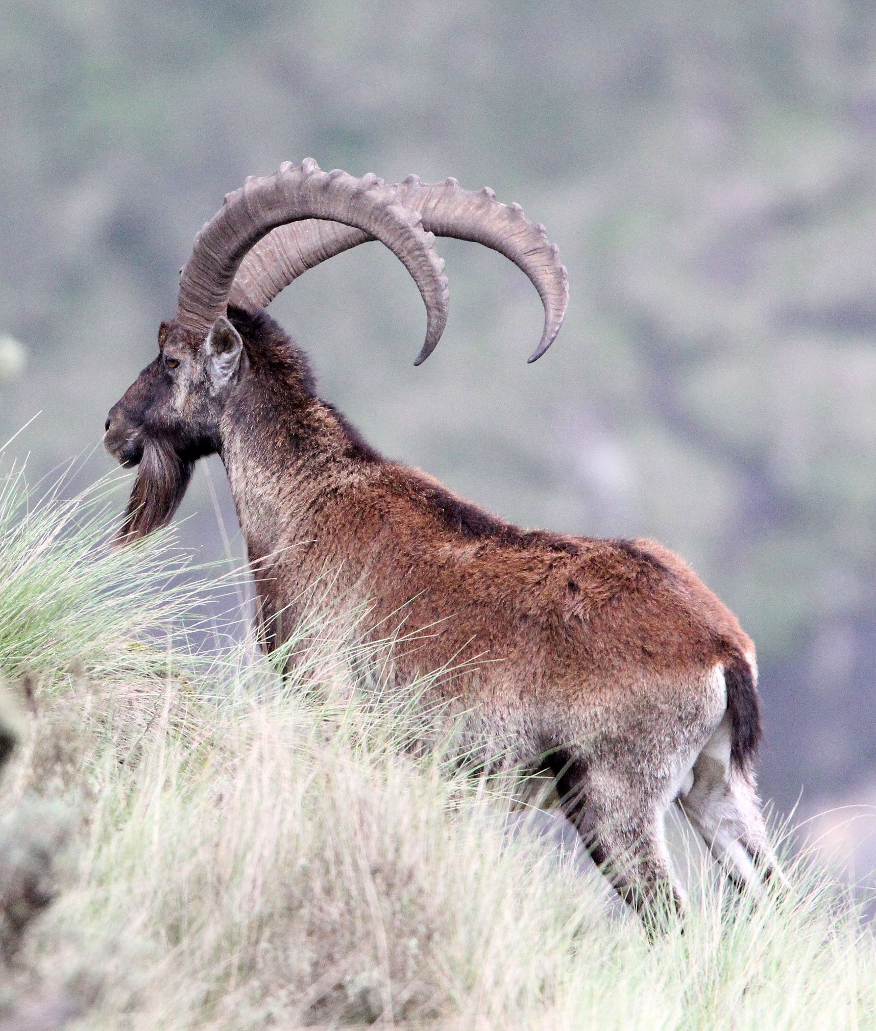 IBEX - WALIA IBEX - Capra walie - SIMIEN MOUNTAINS NATIONAL PARK ETHIOPIA (133).JPG