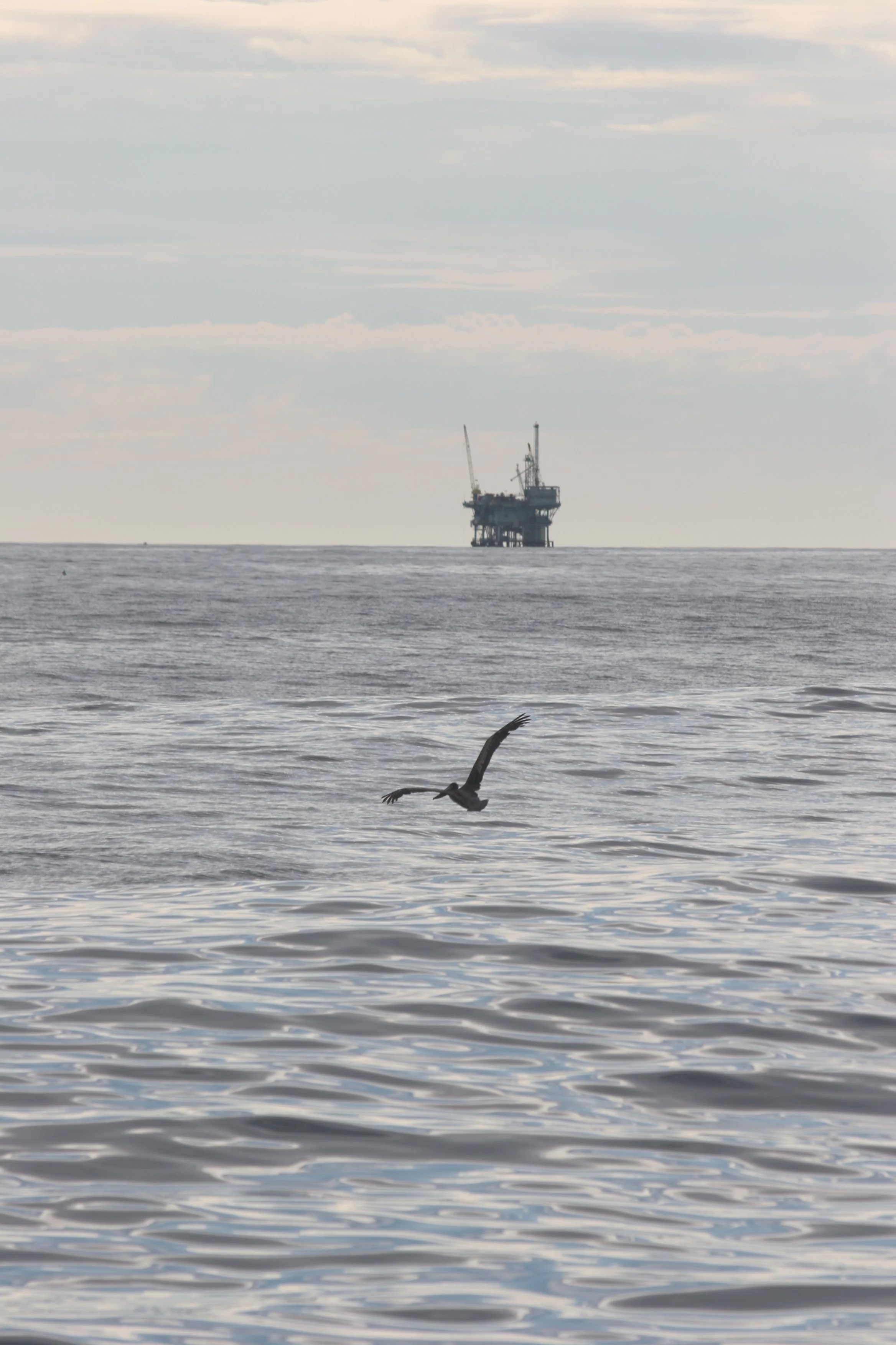 CALIFORNIA - CHANNEL ISLANDS NP - ANACAPA ISLAND - Oil Platform  (3).jpg