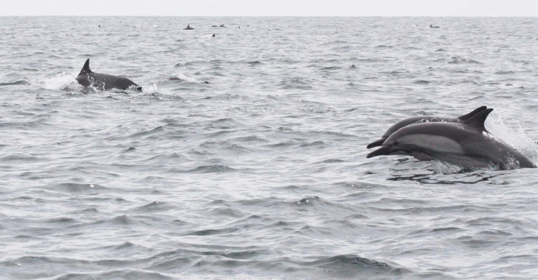 Delphinus delphis - SHORT-BEAKED COMMON DOLPHINS WITH SPINNER DOLPHINS  - STENELLA LONGIVOSTRIS - BAHIA DE LORETO BAJA MEXICO (15).JPG