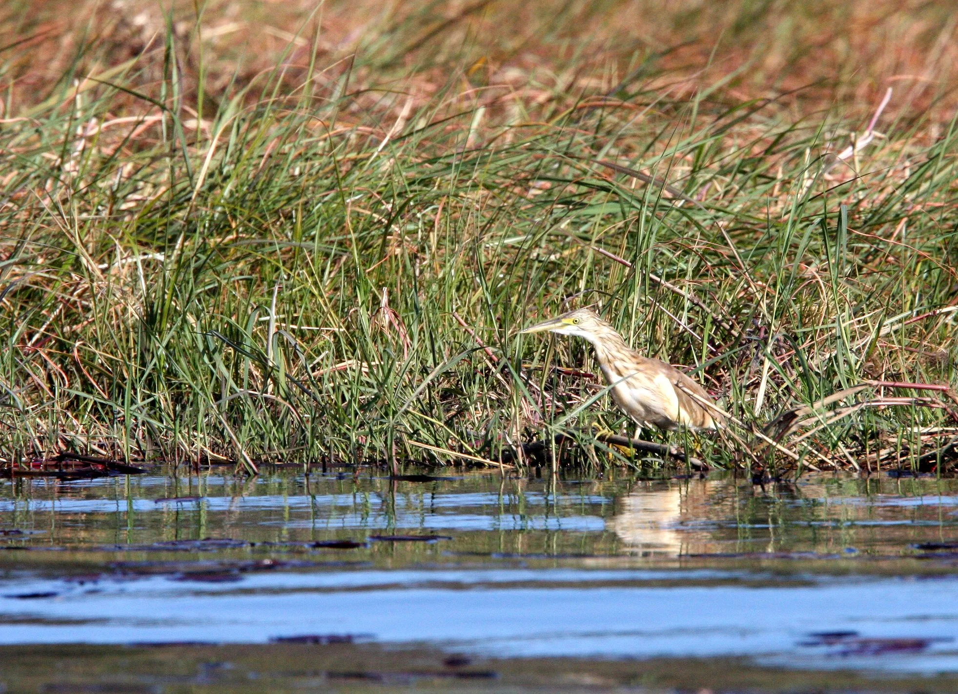 HERON - SQUACCO HERON - Ardeola ralloides - CHOBE NATIONAL PARK BOTSWANA (60).JPG