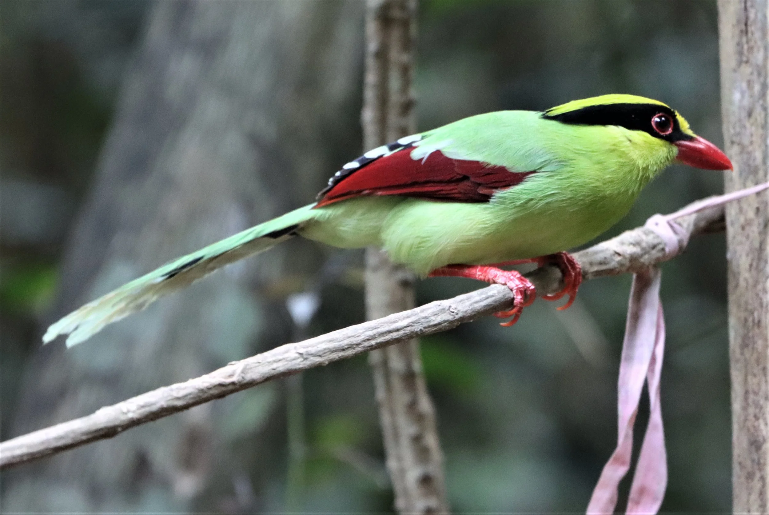 MAGPIE - COMMON GREEN MAGPIE - Cissa chinensis - NEUNG HIDE KAENG KRACHAN (20).jpg