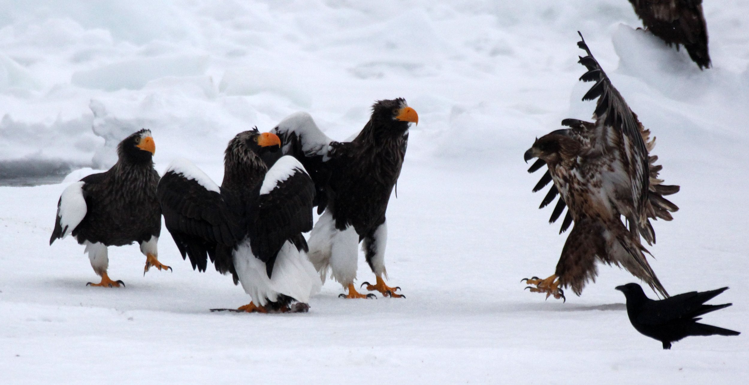 BIRD - EAGLE - STELLER'S SEA EAGLE - RAUSU, SHIRETOKO PENINSULA, HOKKAIDO JAPAN (216).JPG