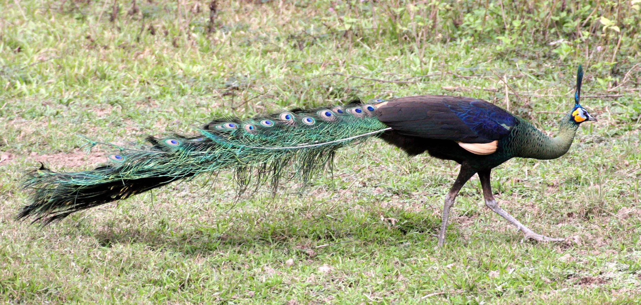 PHEASANT - GREEN PEAFOWL - Pavo muticus - WAT UMON WILDLIFE AREA - CHIANG MAI (3).JPG
