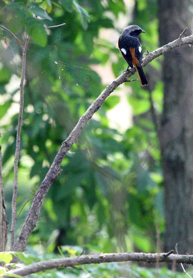 BIRD - REDSTART - DAURIAN REDSTART -  NANKOU, RUDONG, CHINA (11).JPG