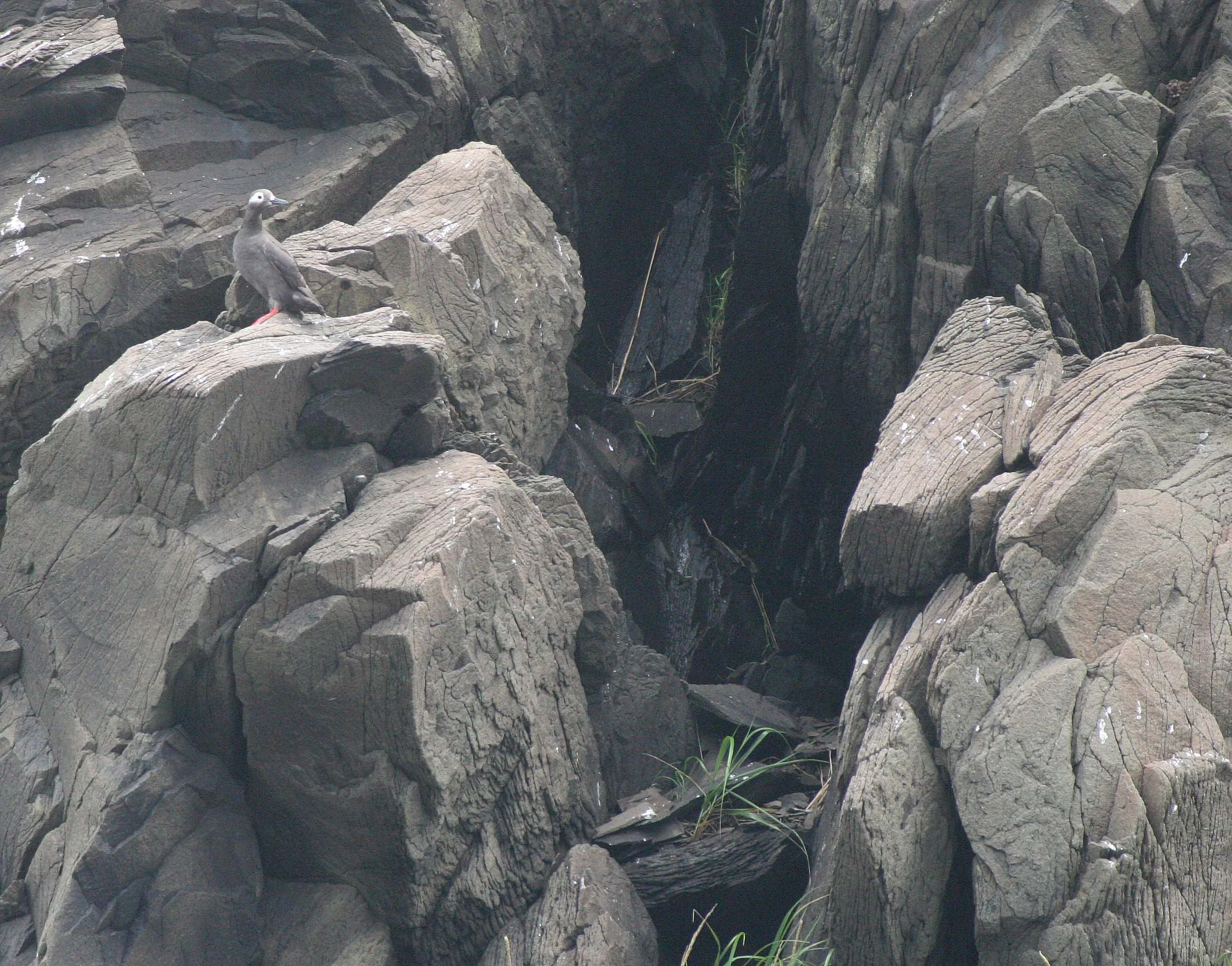 Cepphus carbo - SPECTACLED GUILLEMOT - MONERON ISLAND RUSSIA (2).jpg