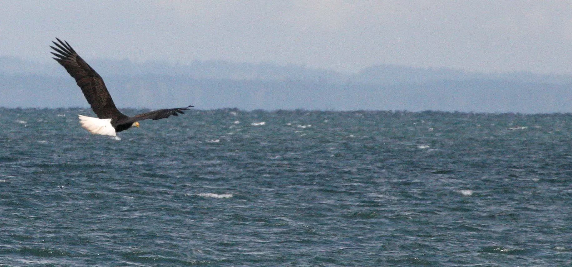 Haliaeetus leucocephalus - AMERICAN BALD EAGLE - FISHING HUMBOLT SQUID - SEQUIM BAY WA (36).JPG
