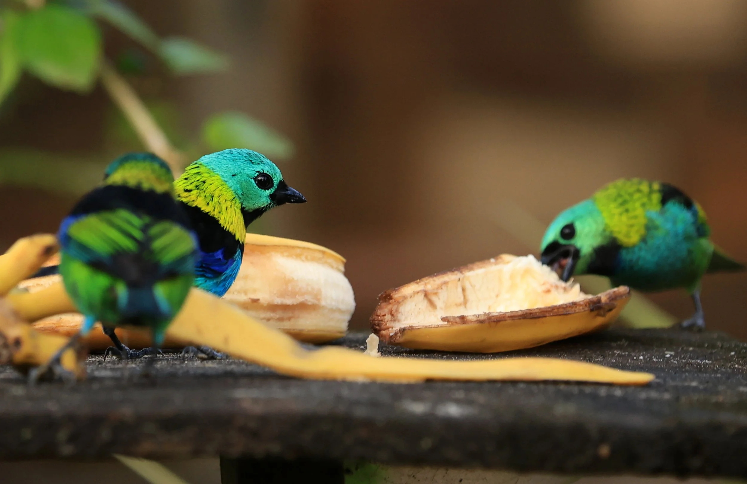 Green-headed Tanager (Tangara seledon)  Superagui National Park, Brazil
