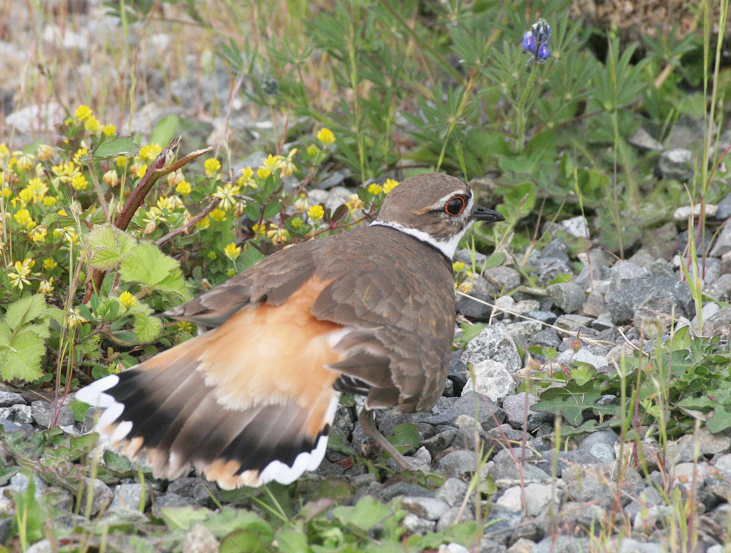BIRD - KILLDEER - SEQUIM WA (14).JPG