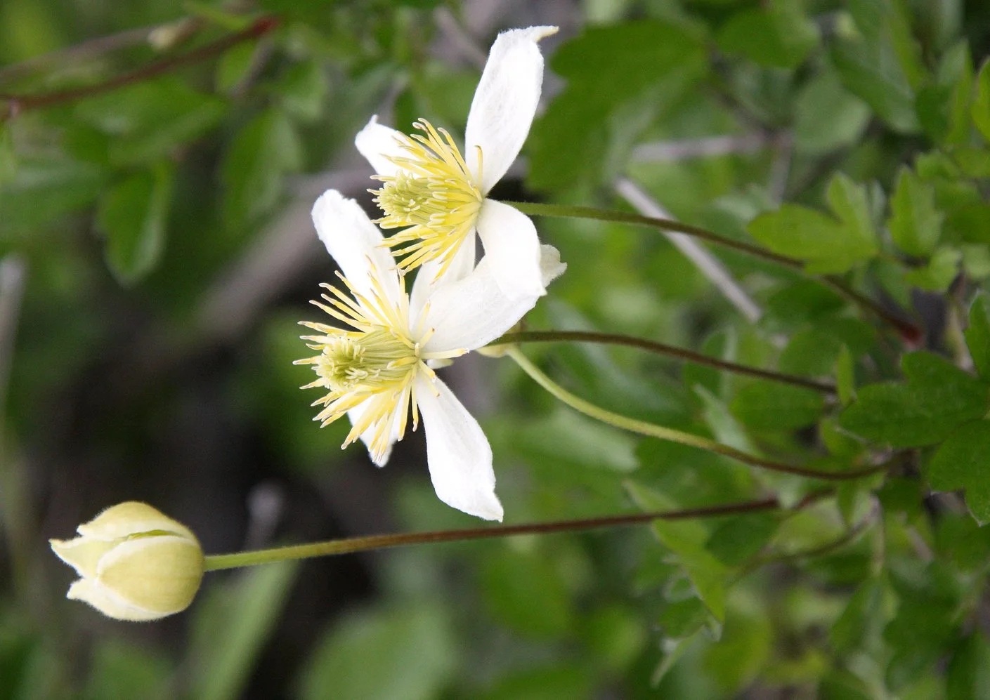 RANUNCULACEAE - CLEMATIS LASIANTHA - PIPESTEMS - PINNACLES NATIONAL MONUMENT CALIFORNIA (2).JPG
