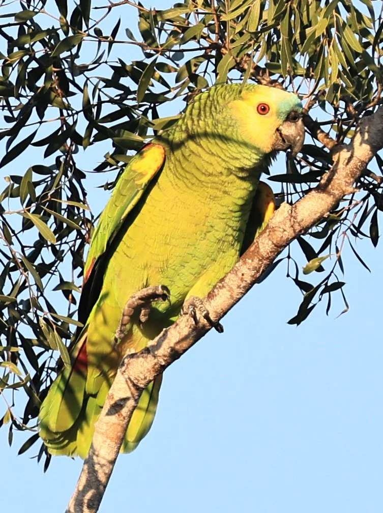 Turquoise-fronted Amazon (Amazona aestiva) Agua Dulce Paraguay (2).jpg